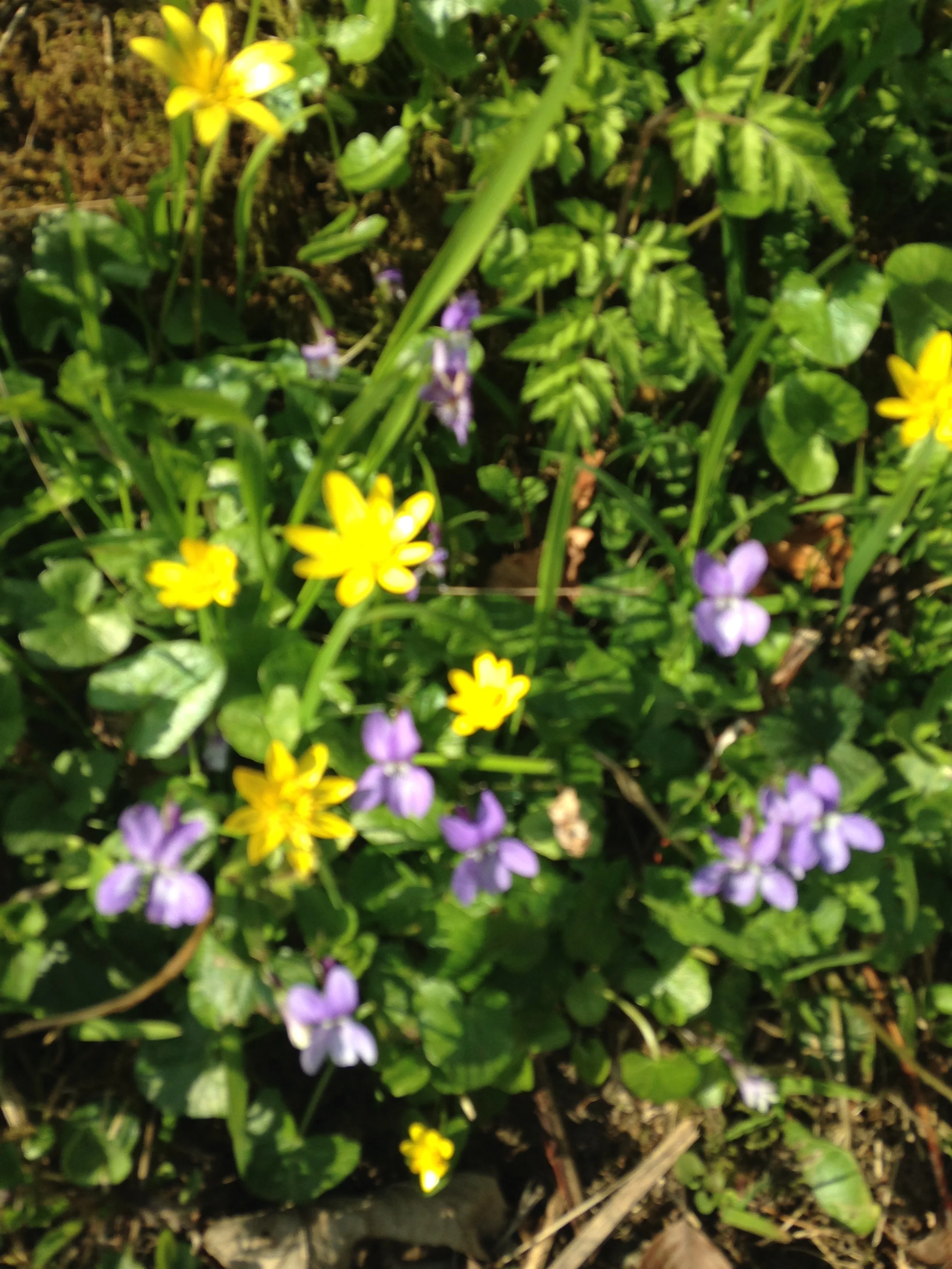 Springflowers2.jpg