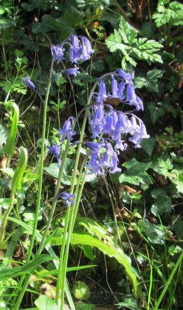 Easter Bluebells.jpg