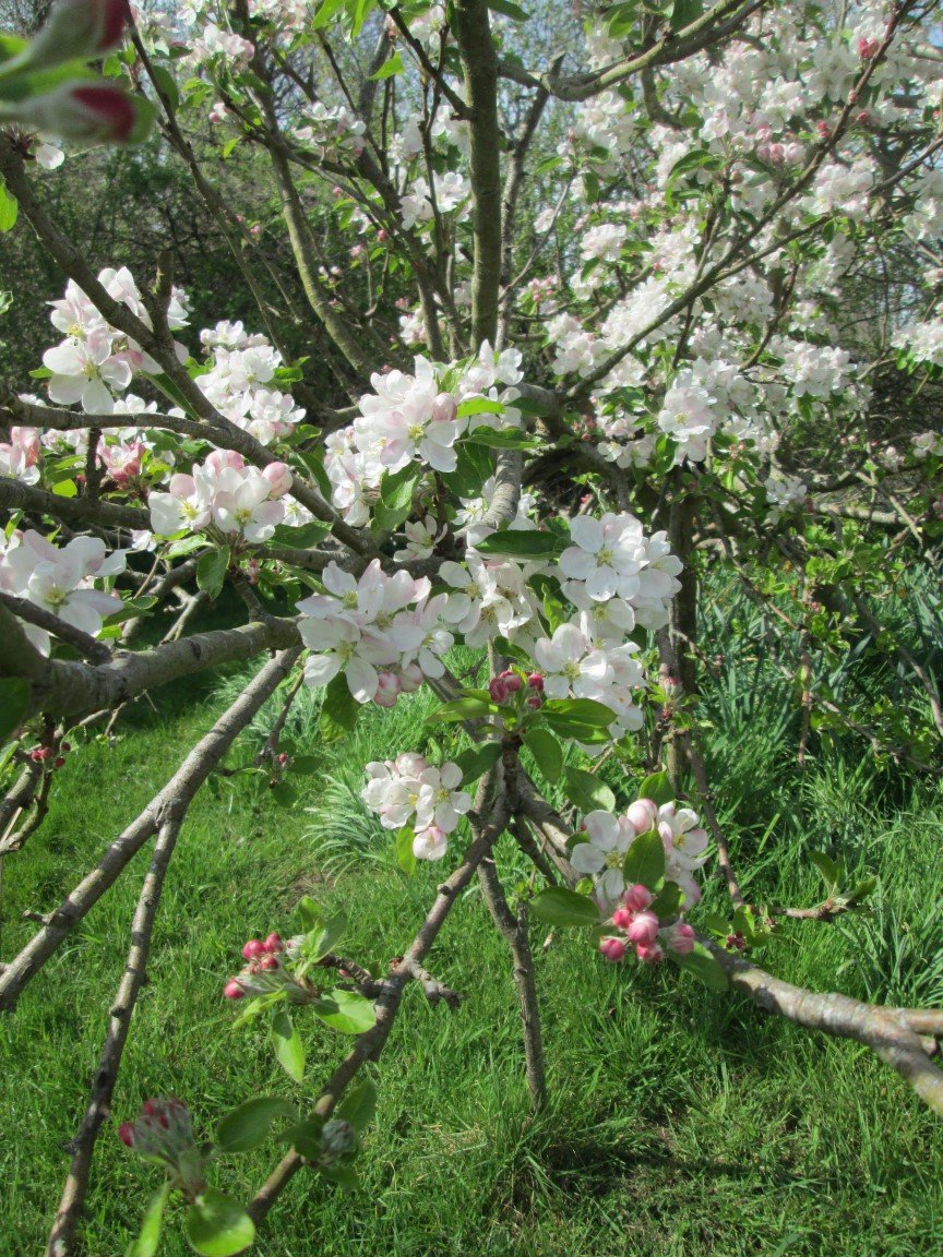 apple blossom.jpg