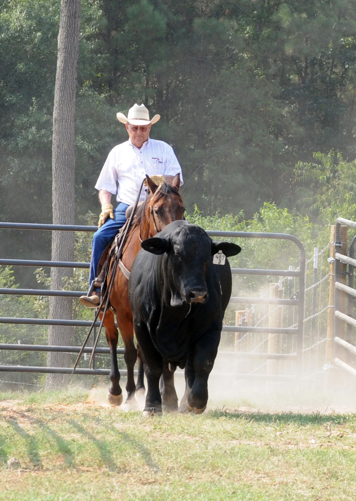 Gene Trust John pushing bull.jpg