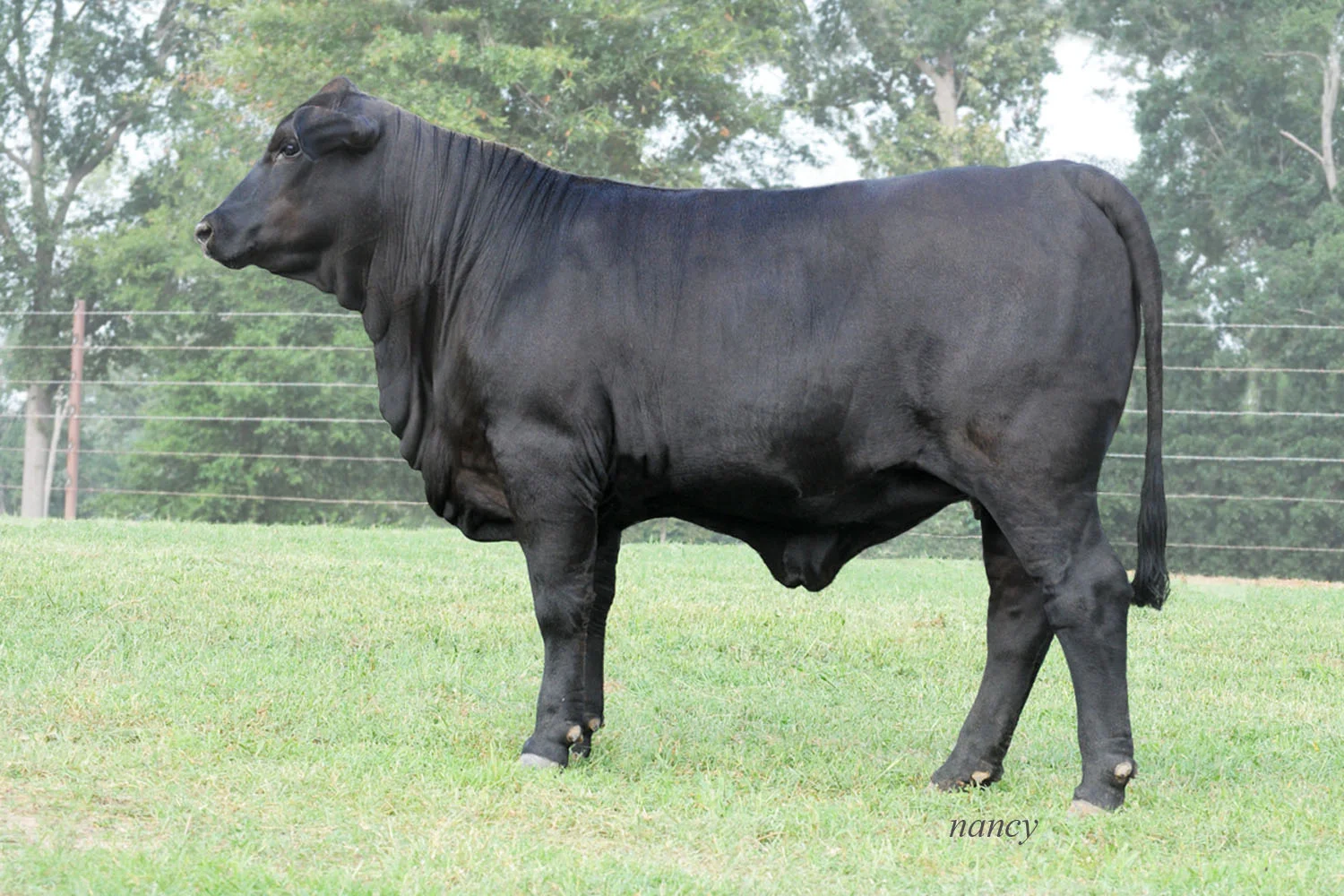 Ms DMR Coronado 610Z