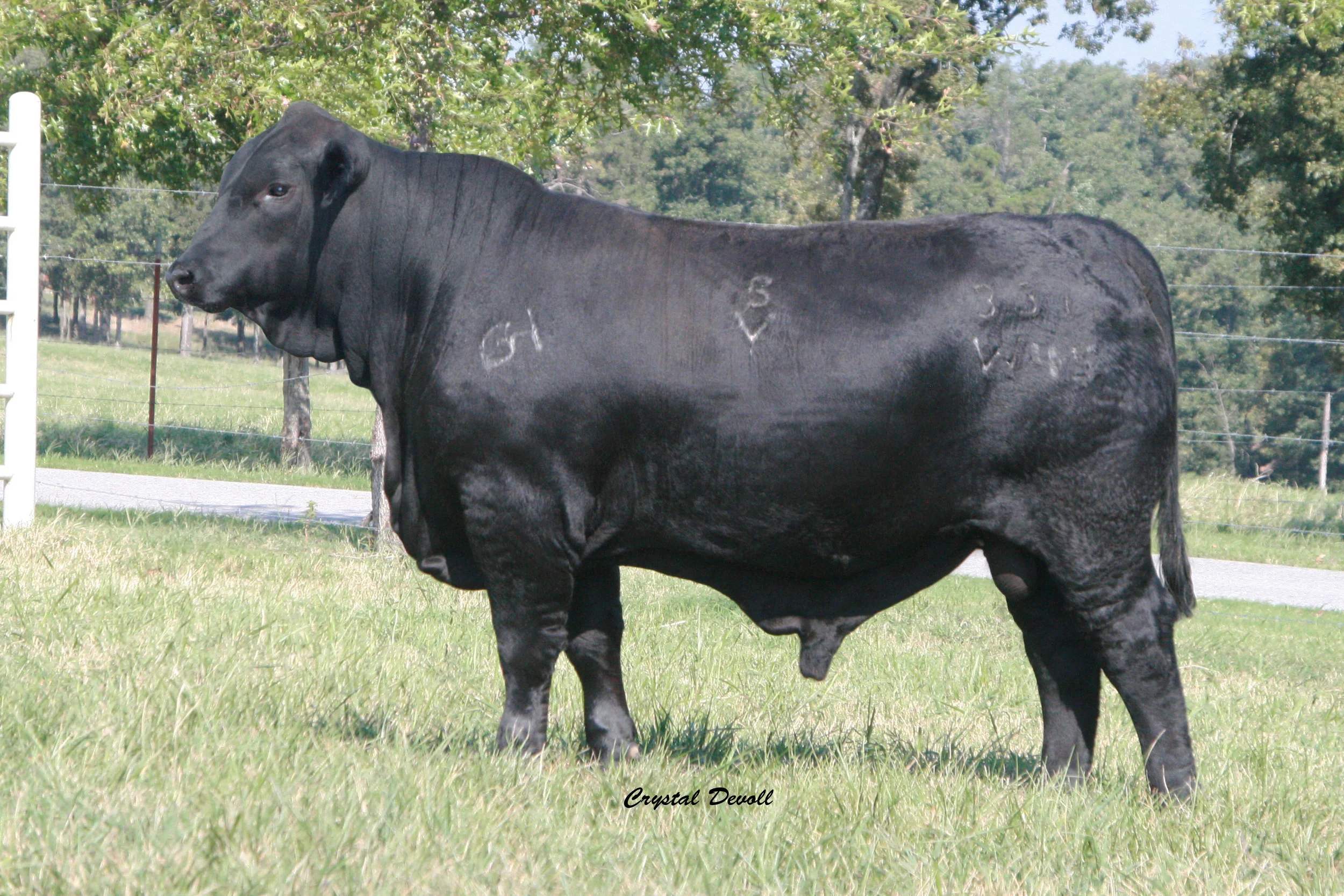 Suhn's Chisholm 331W45, son of 331S34