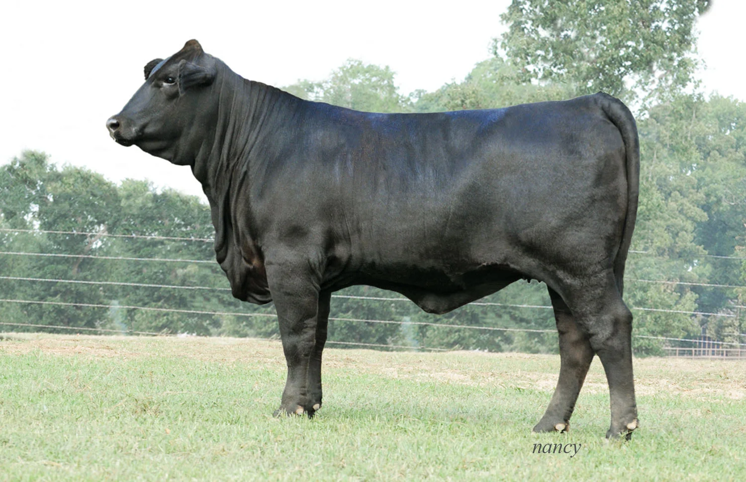 Ms DMR Hombre 99Z
