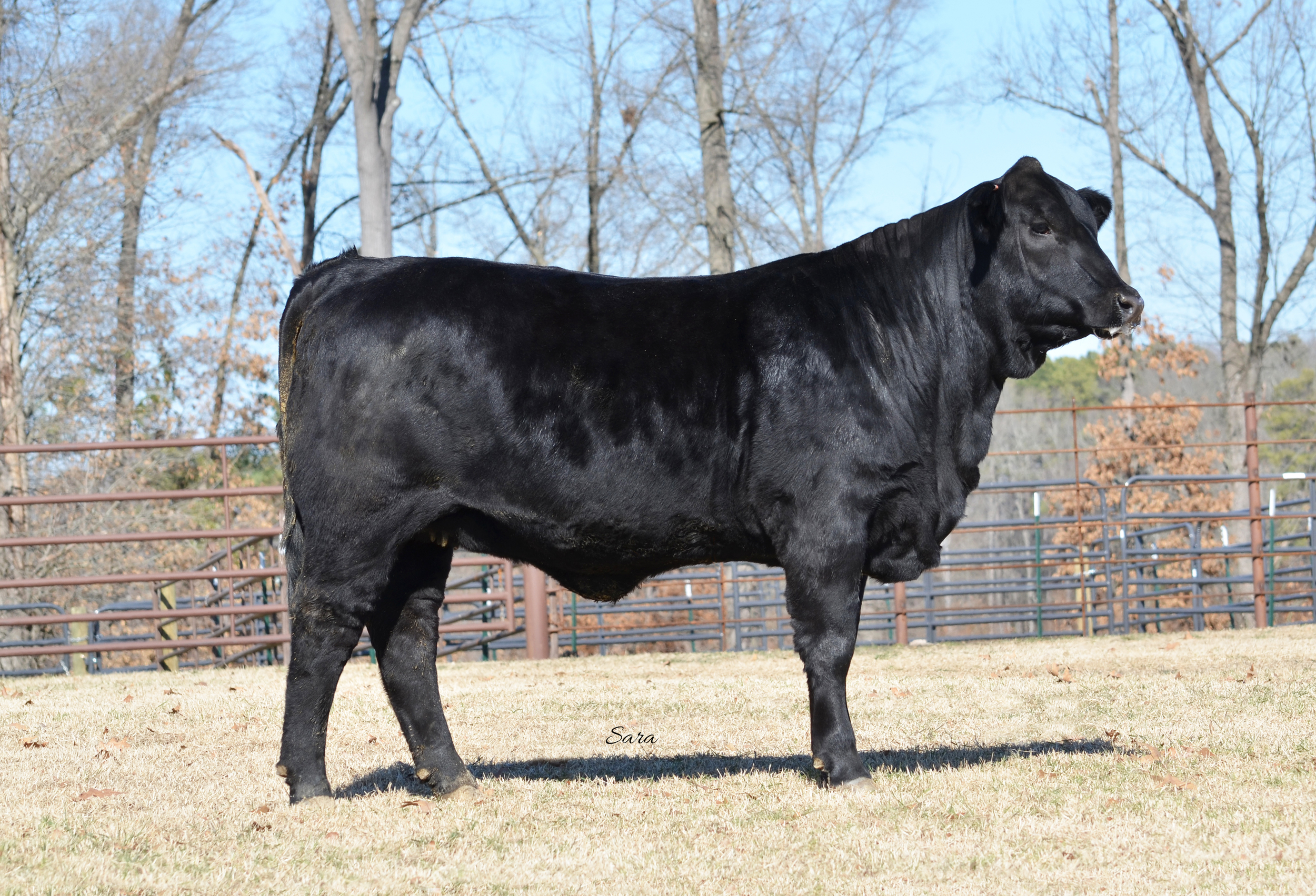 This female was purchased by Garry and Phyllis Clem. Thank you!