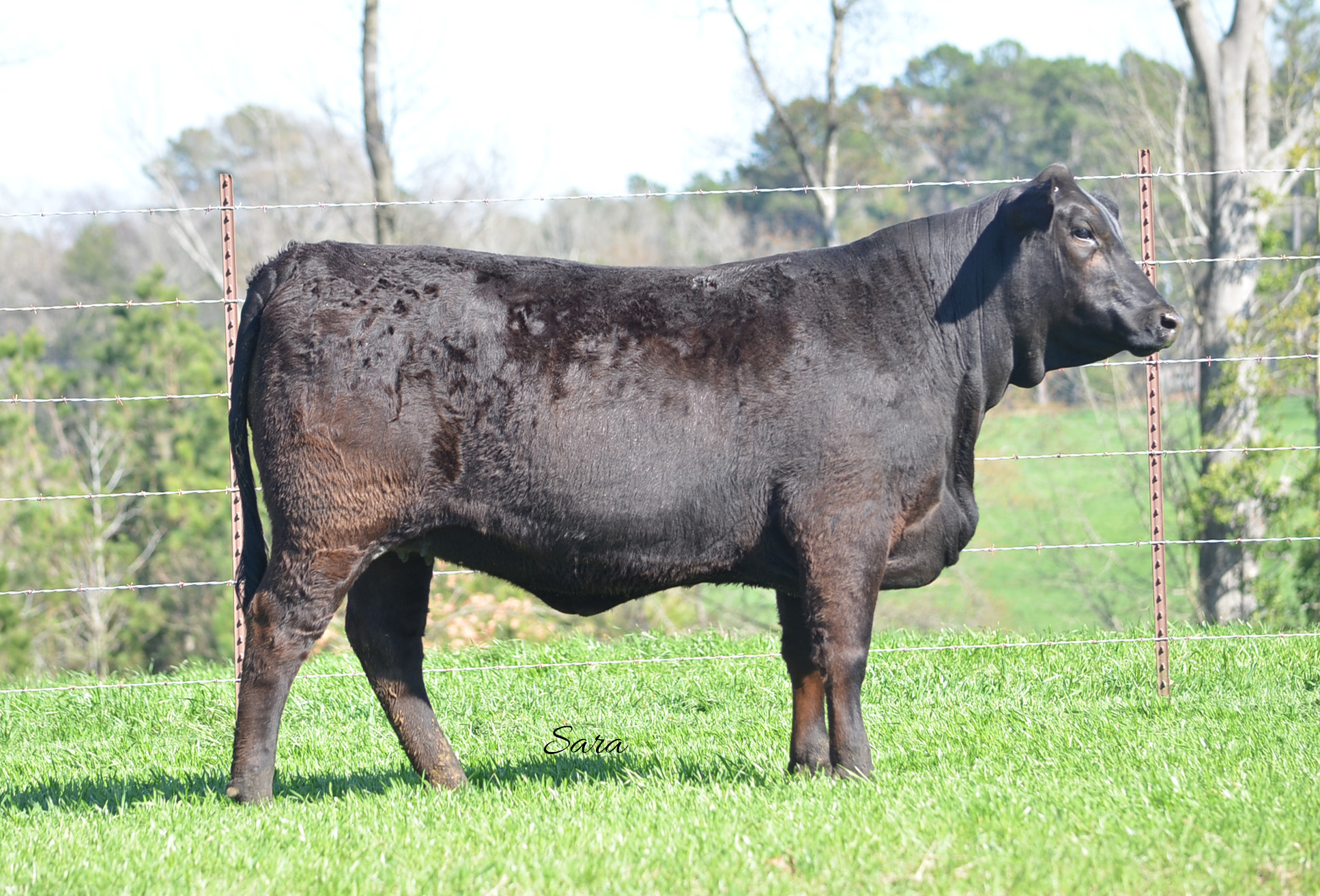 Selling Saturday as Lot 50: Ms DMR Landau 331Z3 - A pedigree loaded with Summit Cows and Sires with five close up in her pedigree. She ranks in the top 30% for REA, top 35% for YW and top 105% for CEM. Her sire is doing an outstanding job as was her dam at Suhn Cattle Company, prior to coming to reside here at Draggin' M.