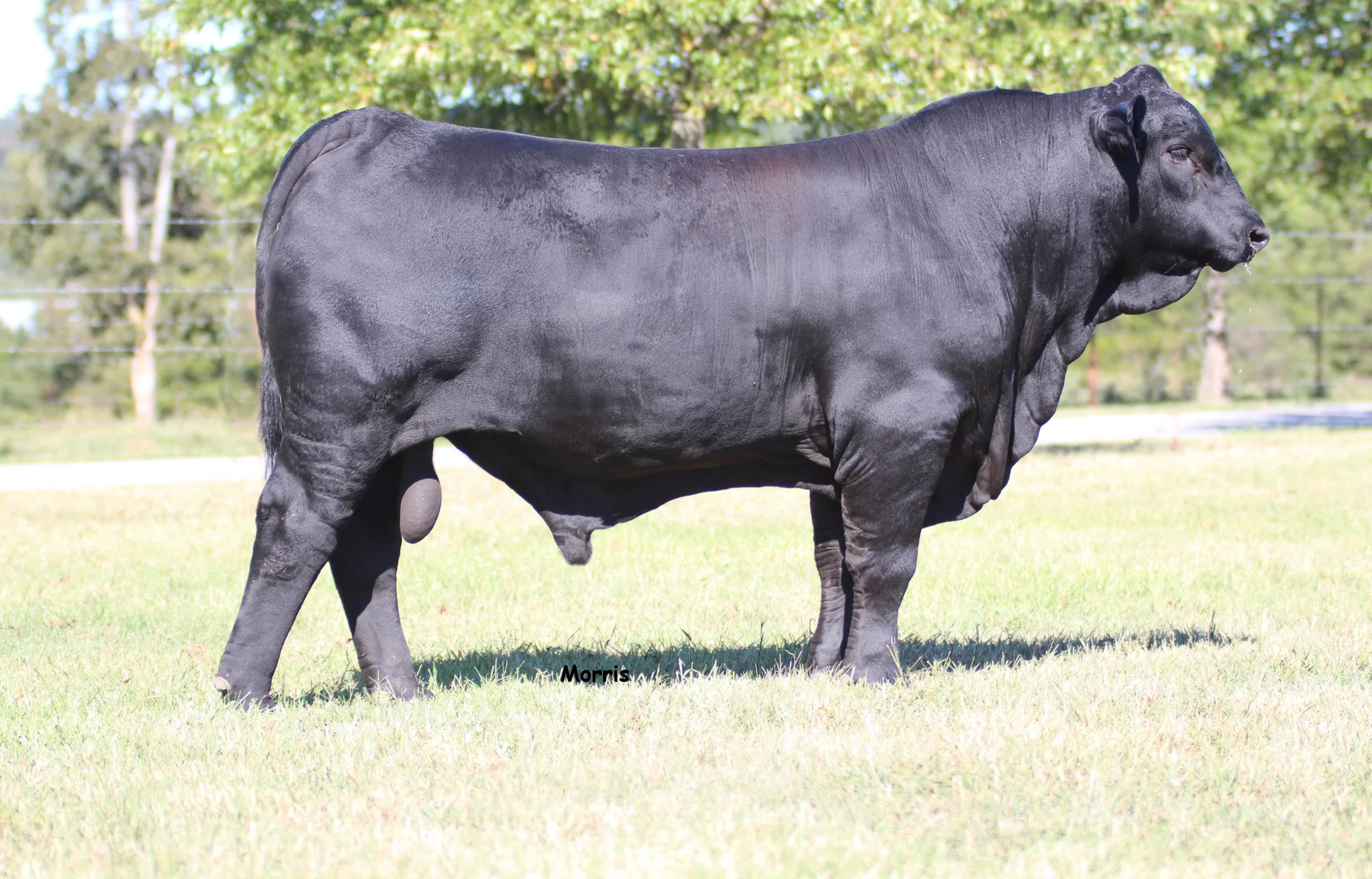 DMR "The Chairman" 415A11