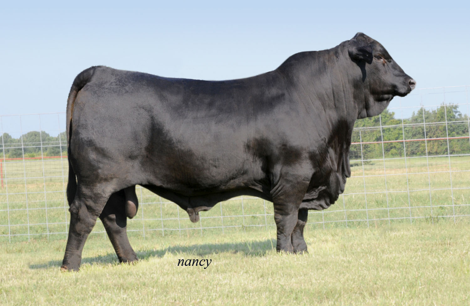 Sire: TJM Coronado 535X