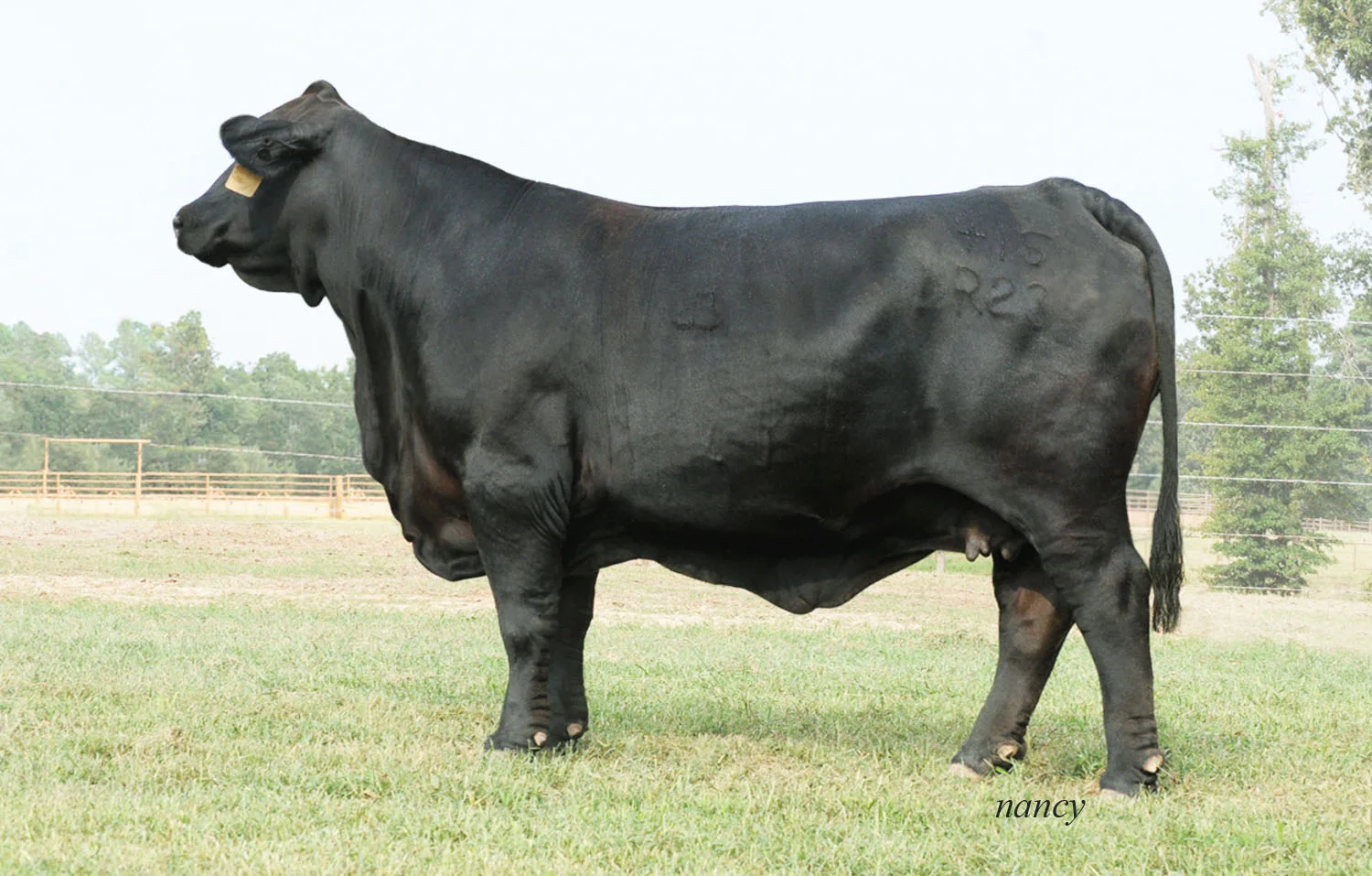 Ms Brinks Bright Side 415R23