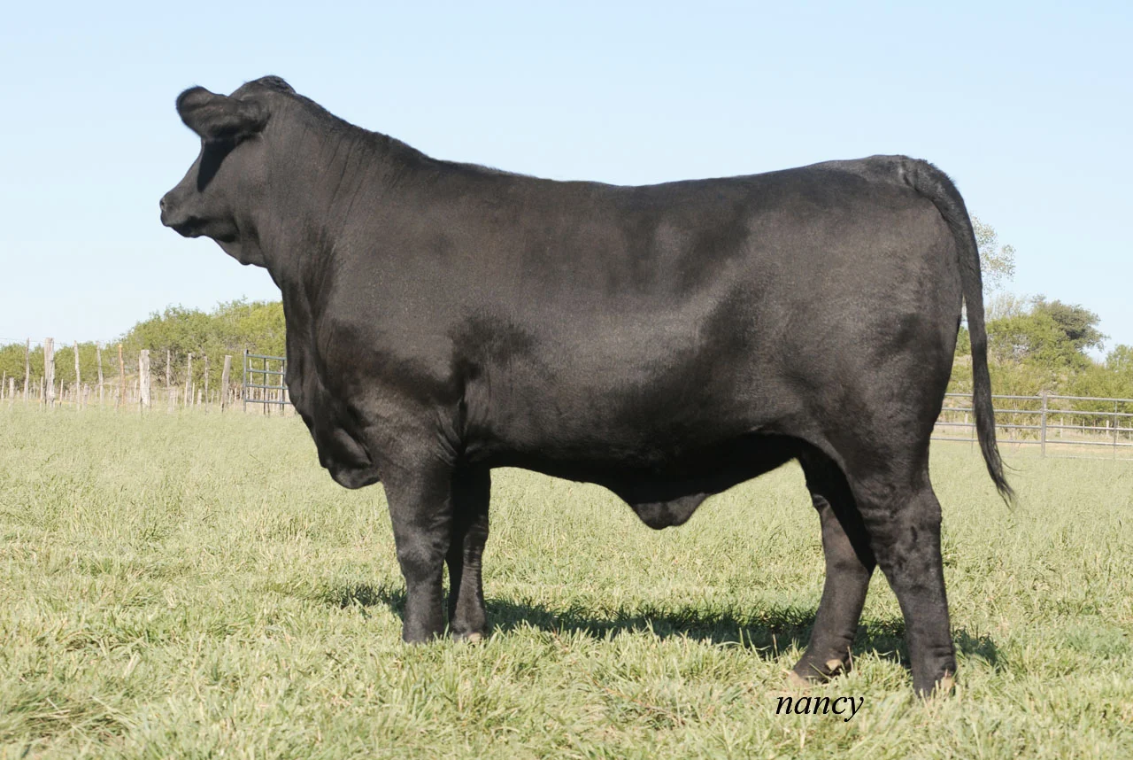 101 Ranch 10-16-12 468X6.jpg