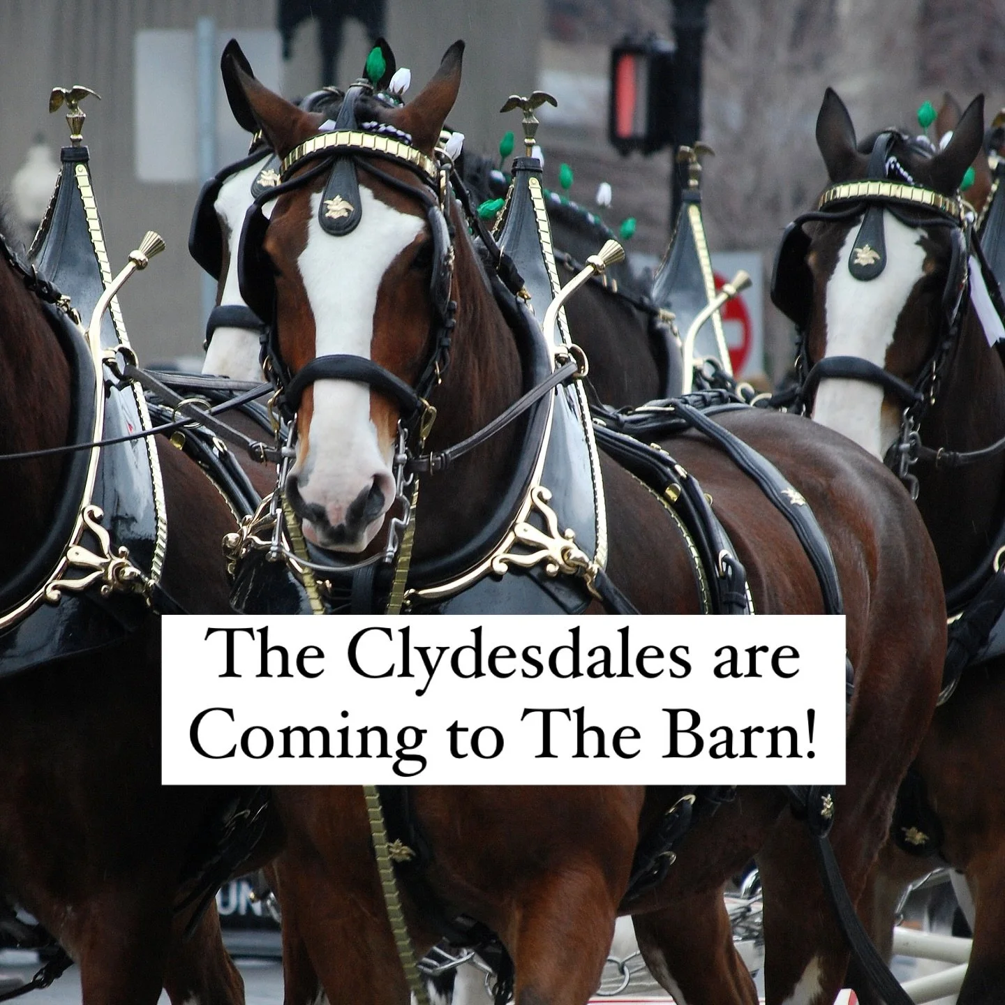 Viewing Schedule 2024
Tuesday Nov. 26 -
Arrival

Wednesday Nov. 27
Barn viewing 10:00 a.m. - 6:00 p.m.

Thursday Nov. 28
Thanksgiving Holiday - Barn Closed

Friday Nov. 29 
Barn Viewing - 10:00 a.m. - 6:00 p.m.
One-horse show at VFW (Folds of Honor P