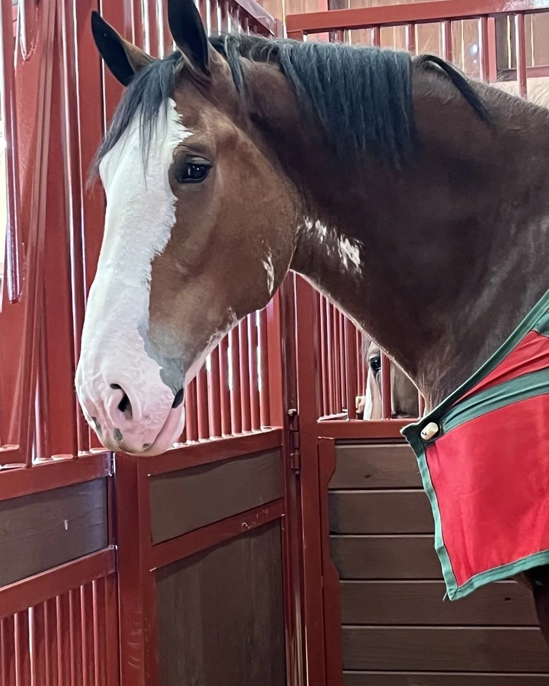 Guess who is heeeeereee?🤍🐴❤️
