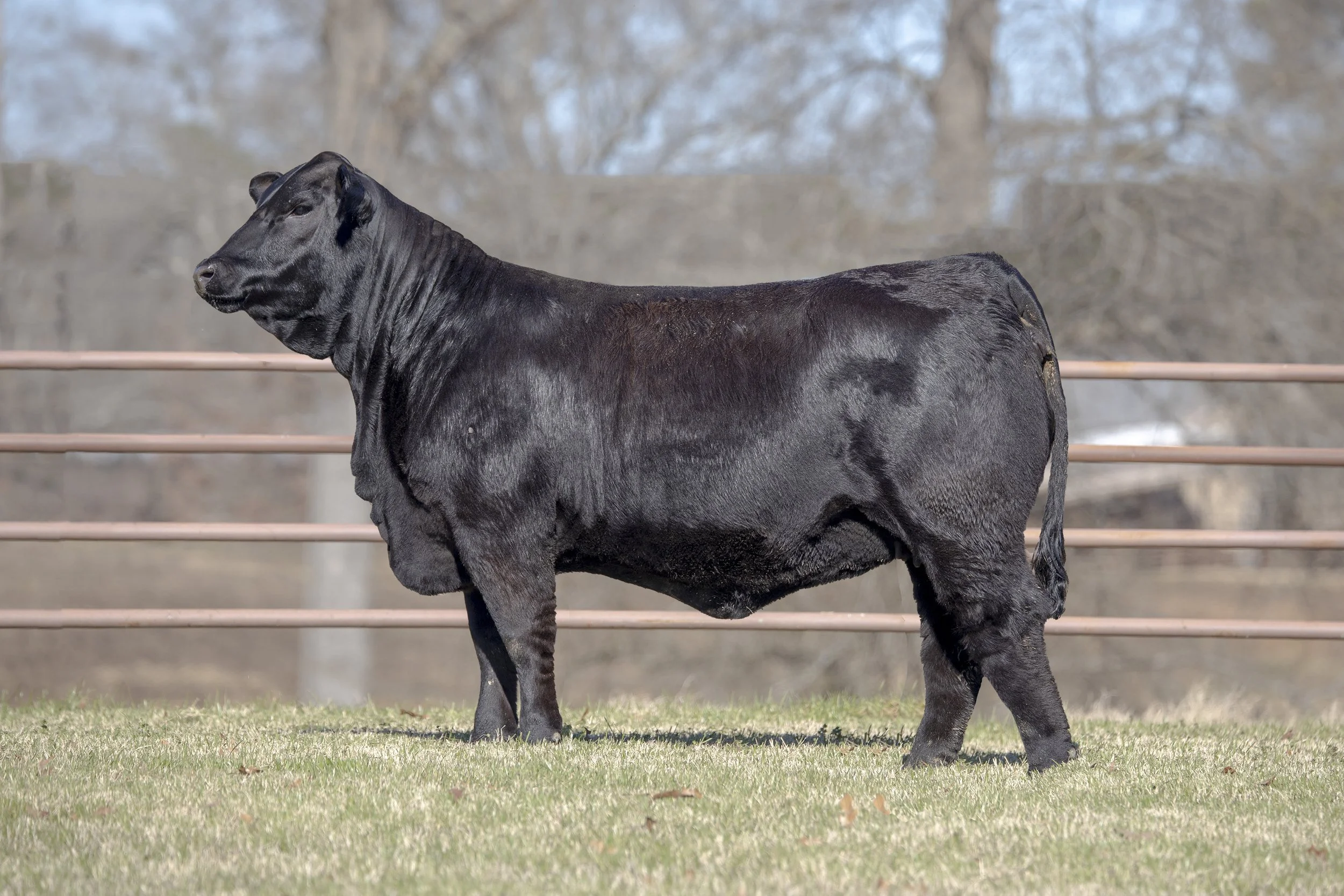  MS DMR NO DOUBT 535K65 