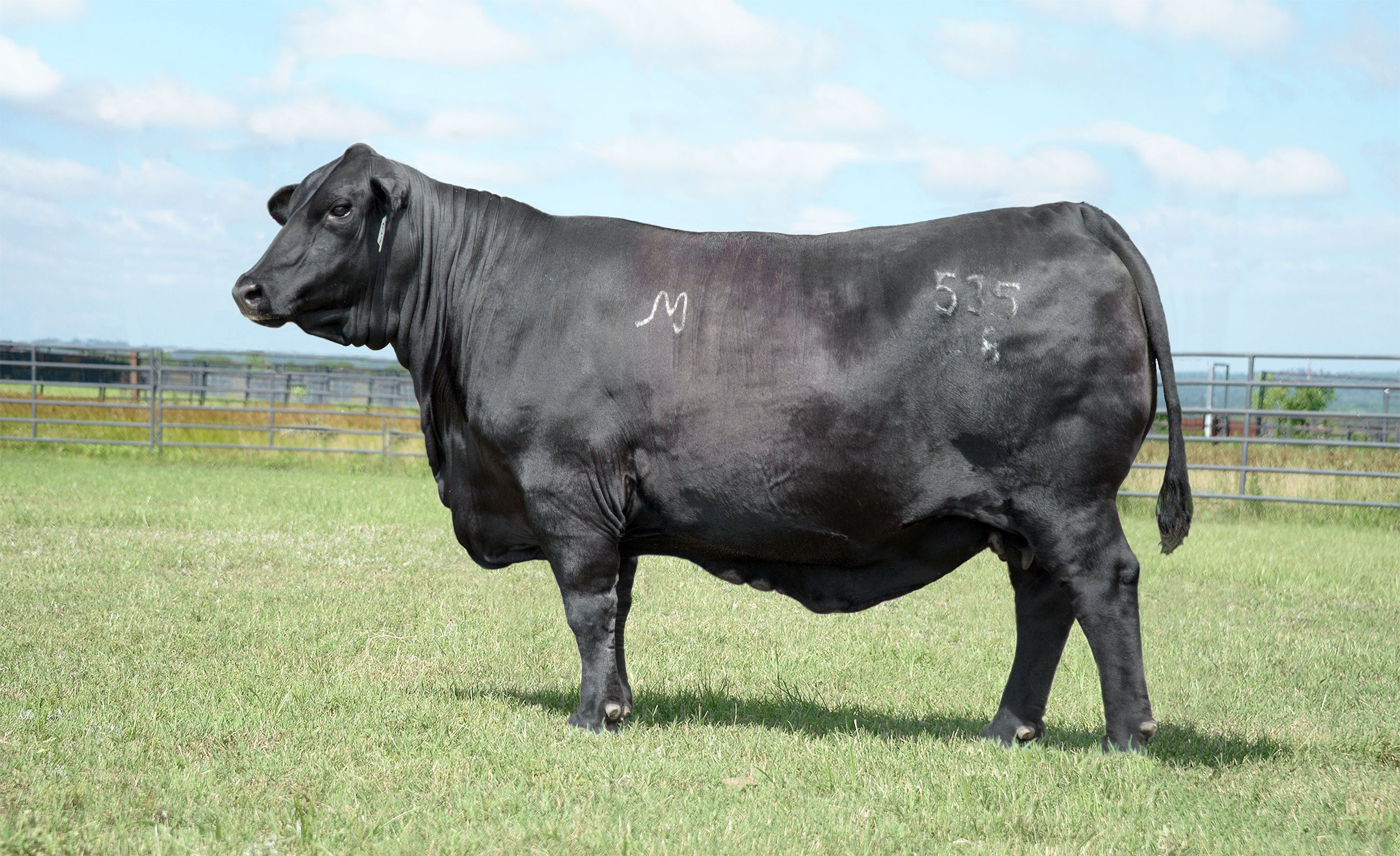 Ms DMR Coronado 535A8