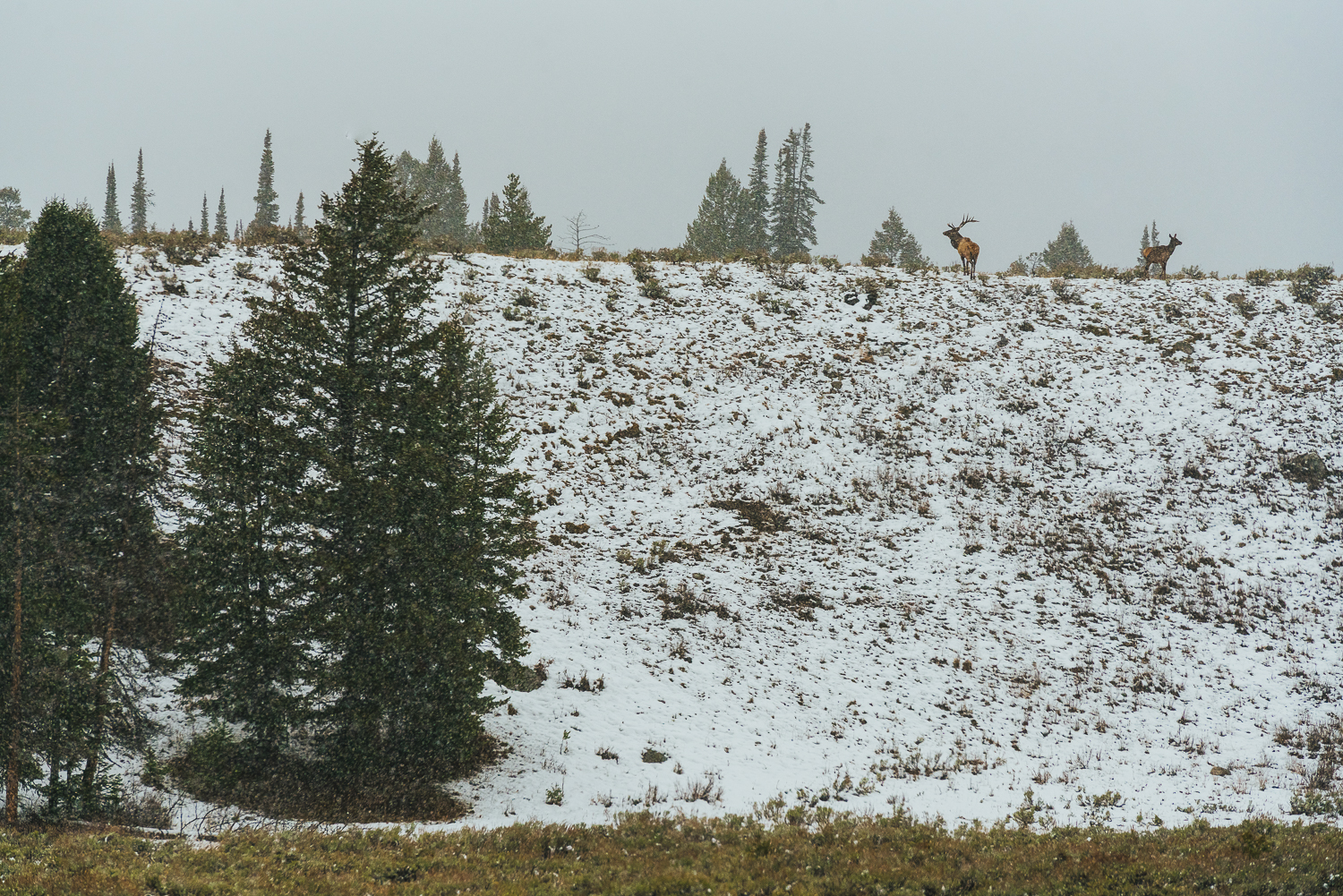 Francois Marclay_Yellowstone_8.jpg