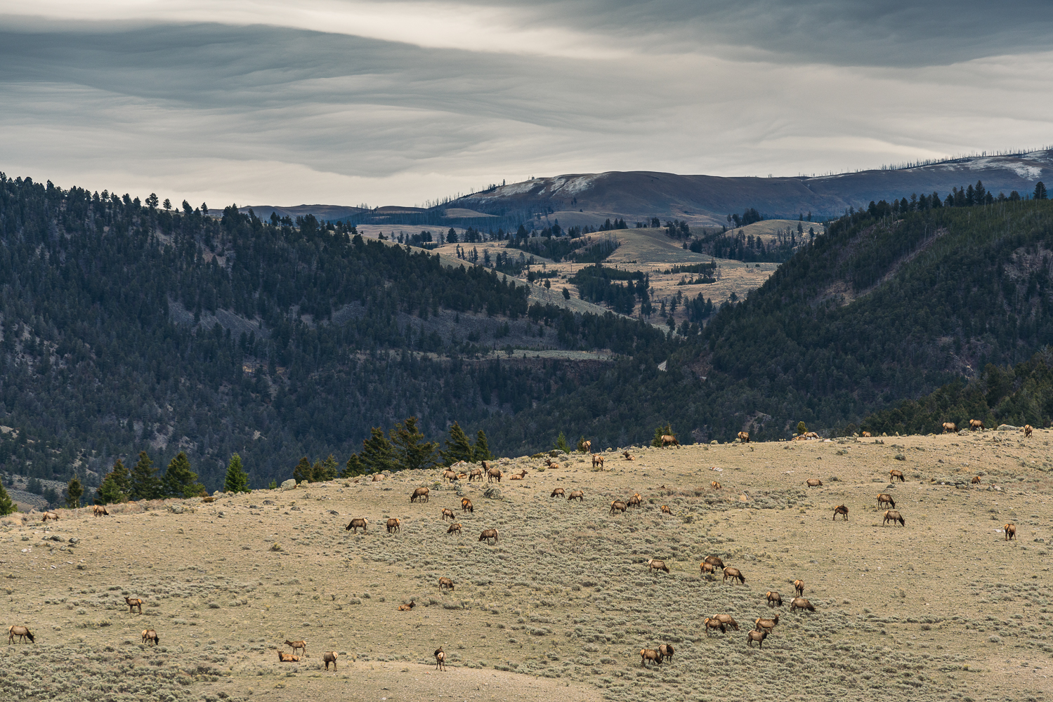 Francois Marclay_Yellowstone_23.jpg