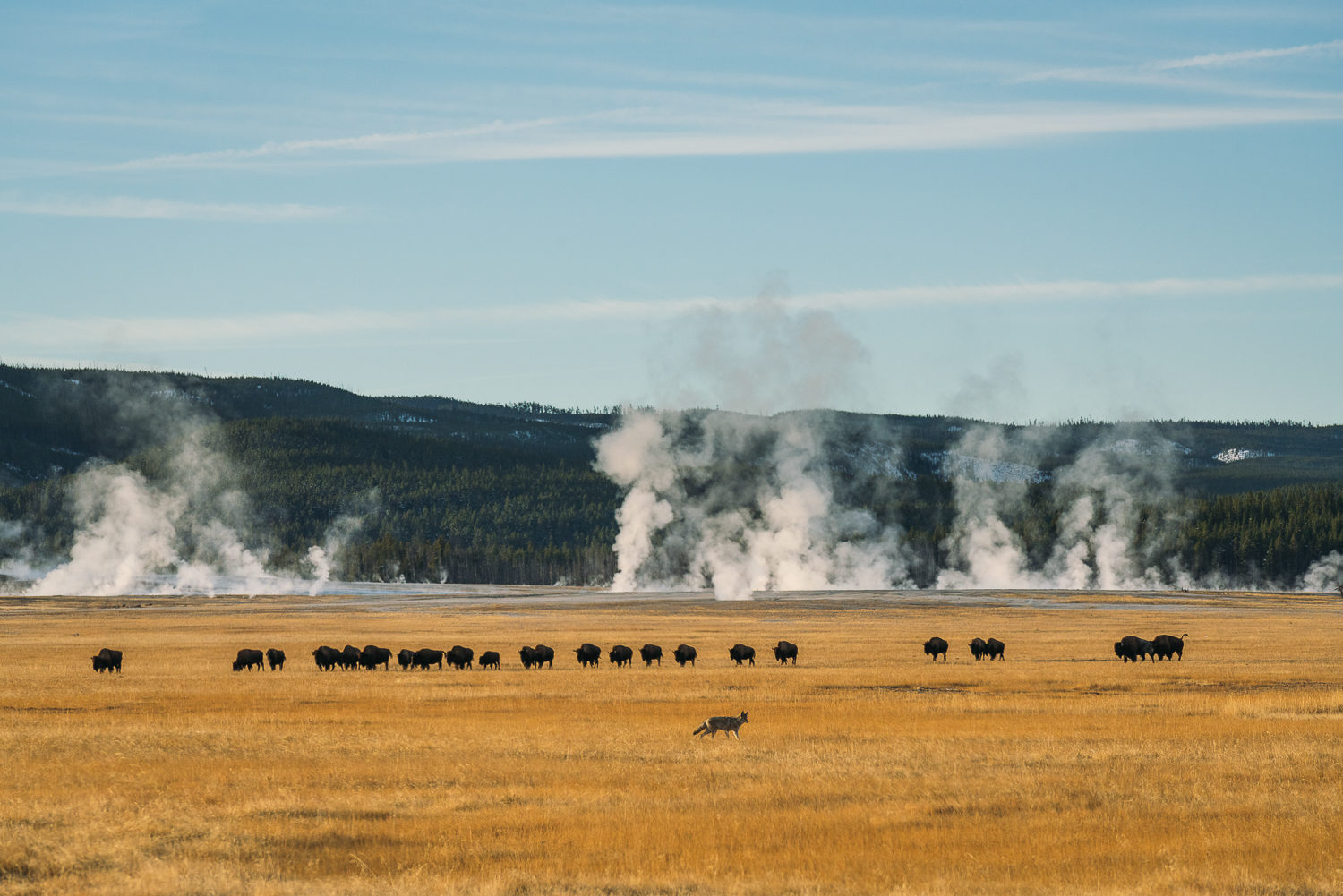 Francois Marclay_Yellowstone_27.jpg