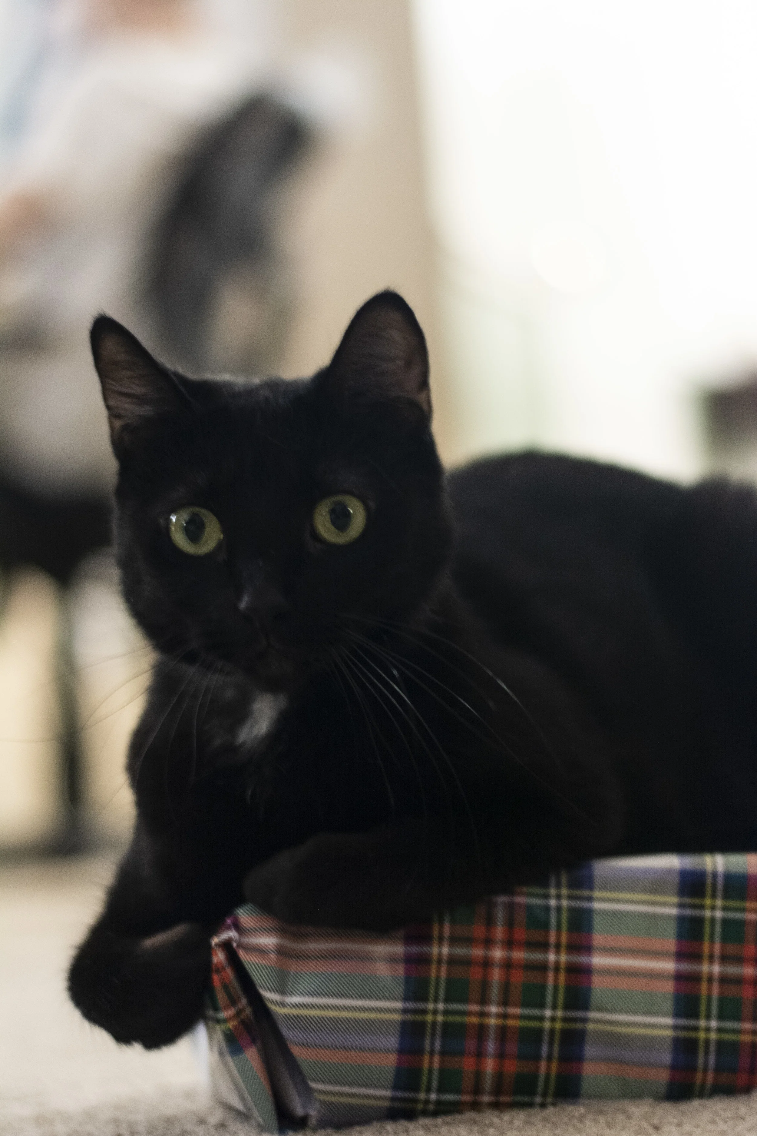 DSC_0387.jpg