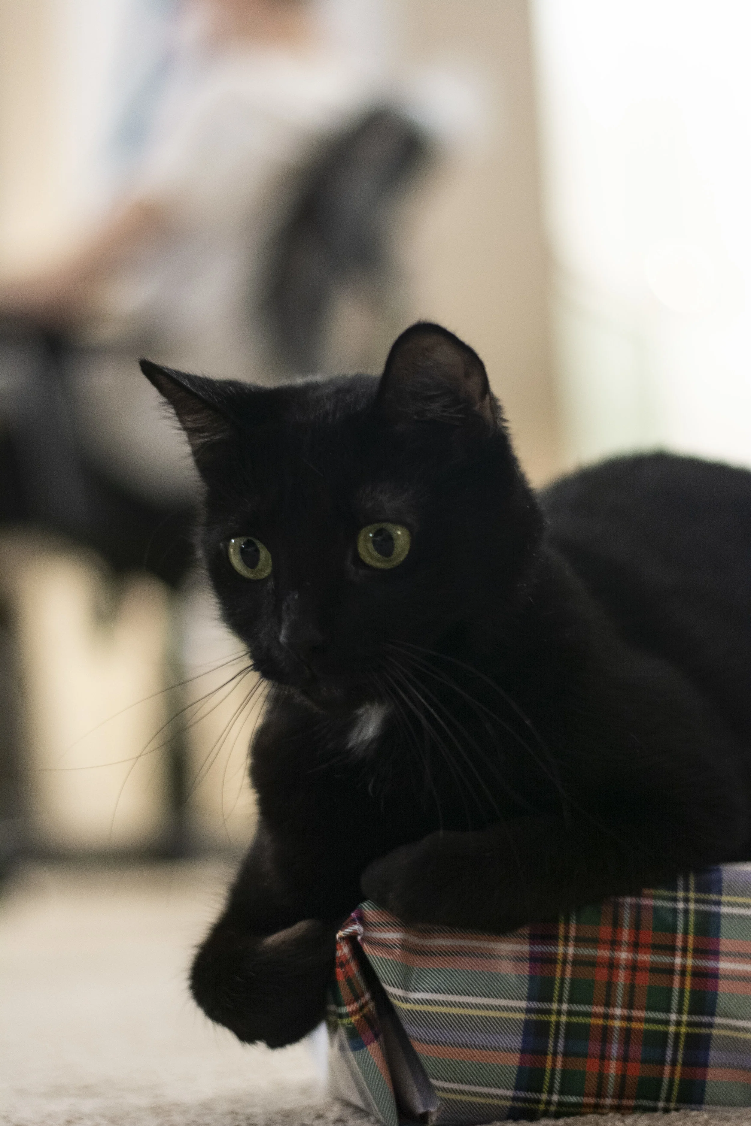 DSC_0388.jpg