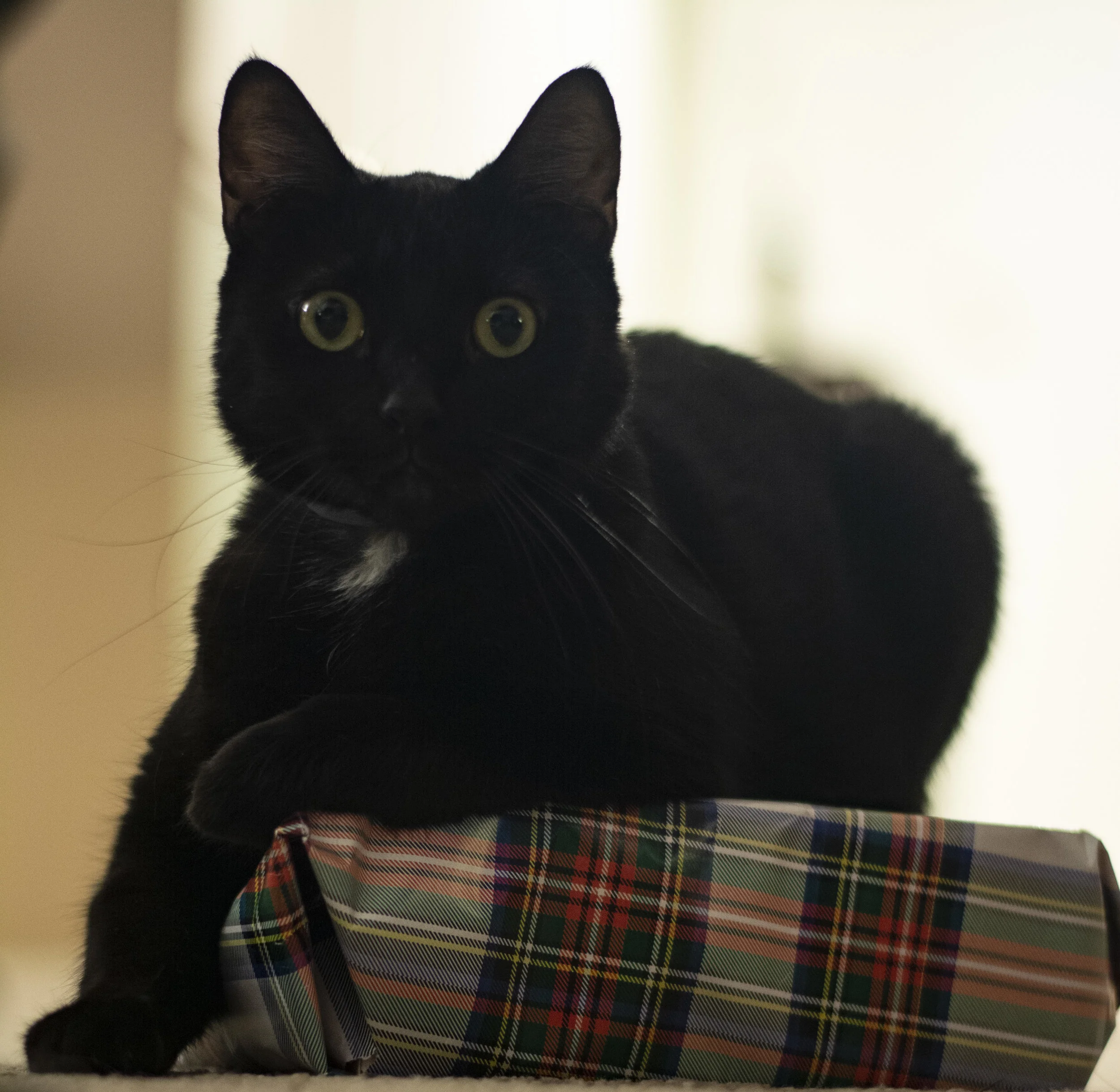 DSC_0396.jpg