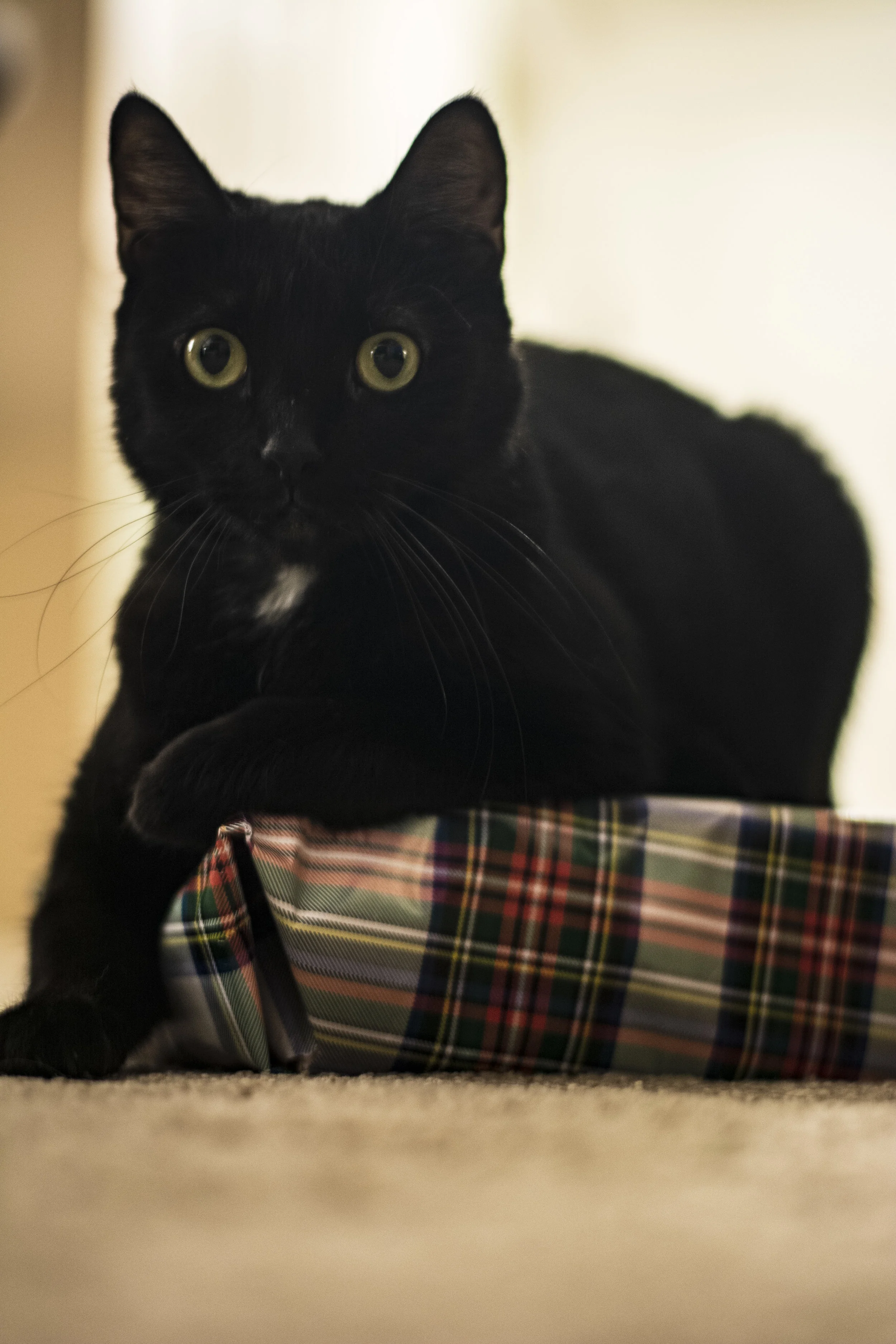 DSC_0399.jpg