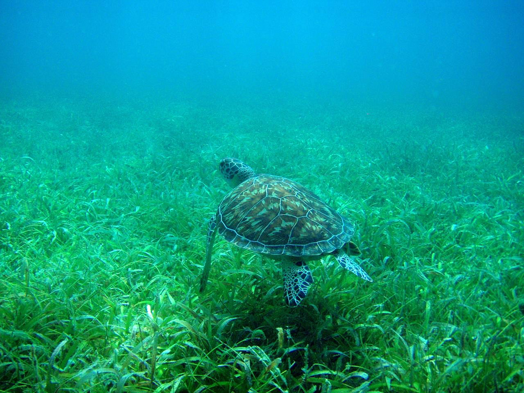 C turtle.jpg