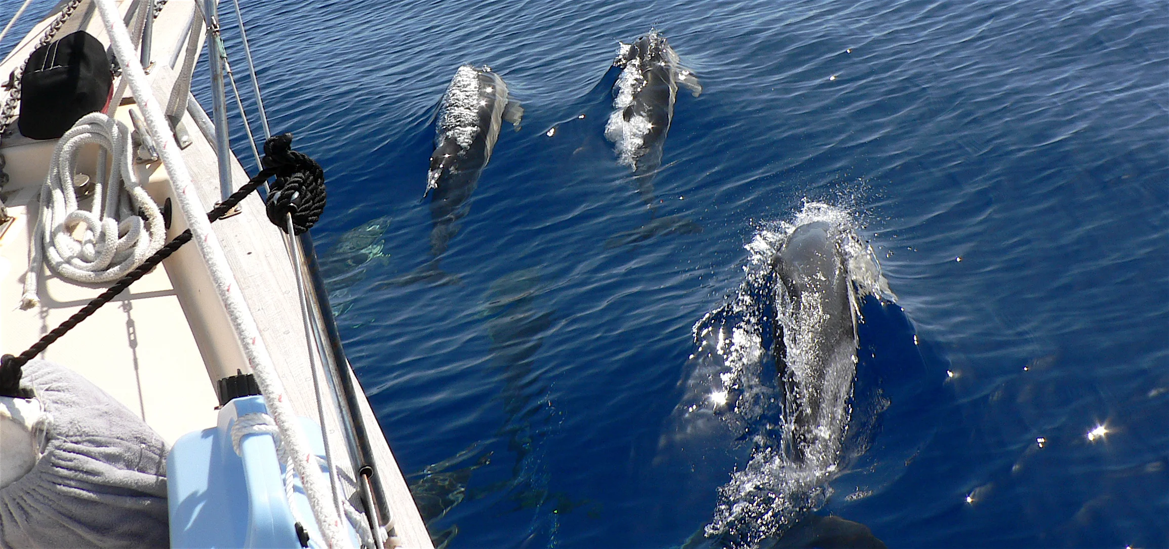 dolphins-faial-to-sj-azores.jpg
