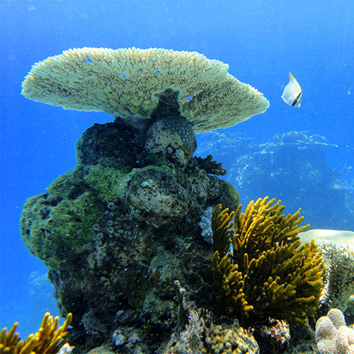 great-barrier-reef.jpg