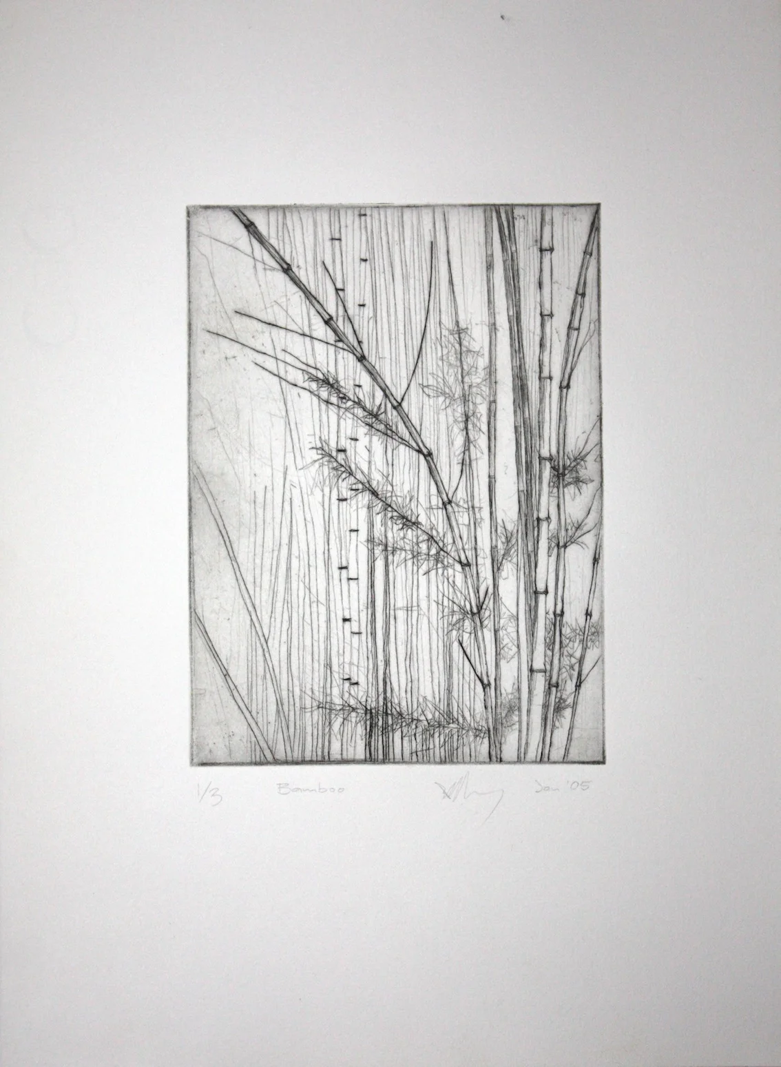 Bamboo (Fitzroy Gardens) - Dry Point Etching  [Edition 1 of 3]