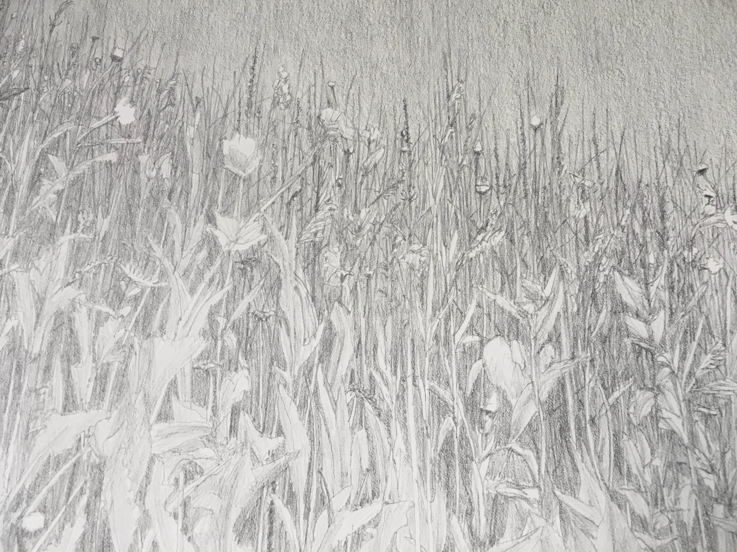 detail 07 meadow.jpg