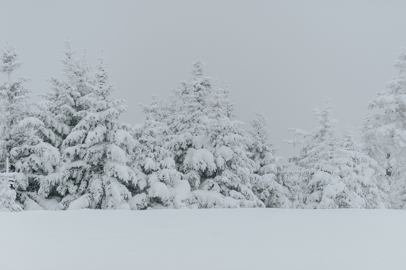 snow-covered-trees-engagement-killington-vermont-idena-photographer.jpg