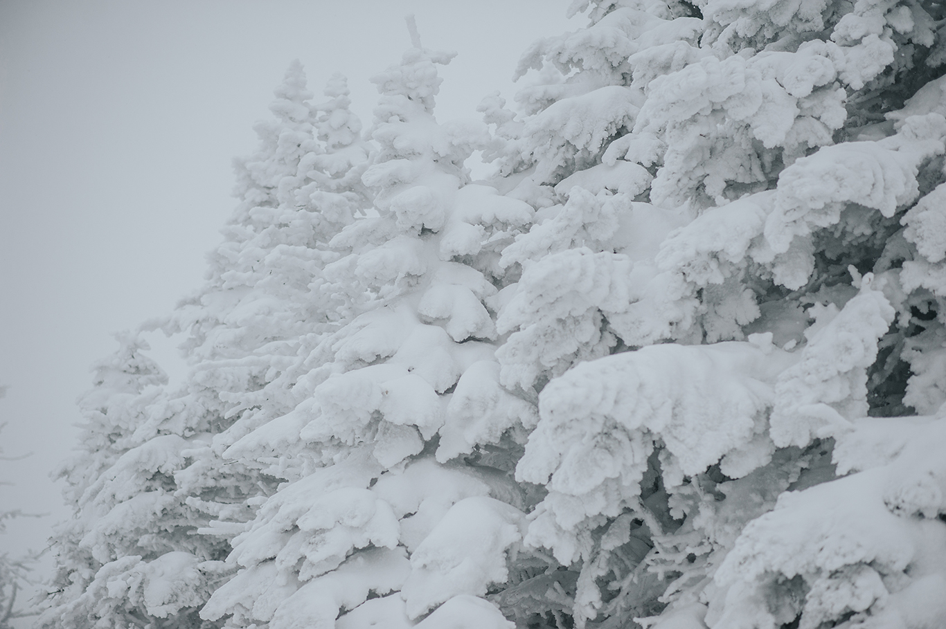 snow-covered-trees-vermont-winter-killington-peak-idena-photographer.jpg
