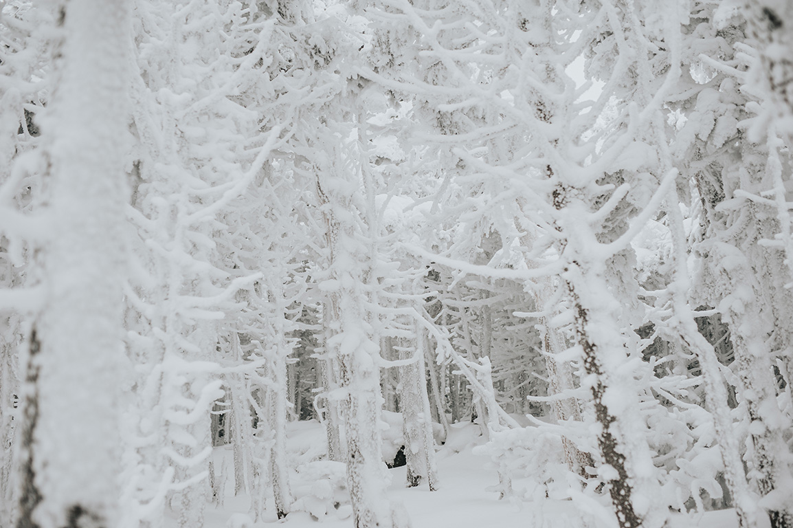 winter-trees-engagement-session-killington-vermont.jpg