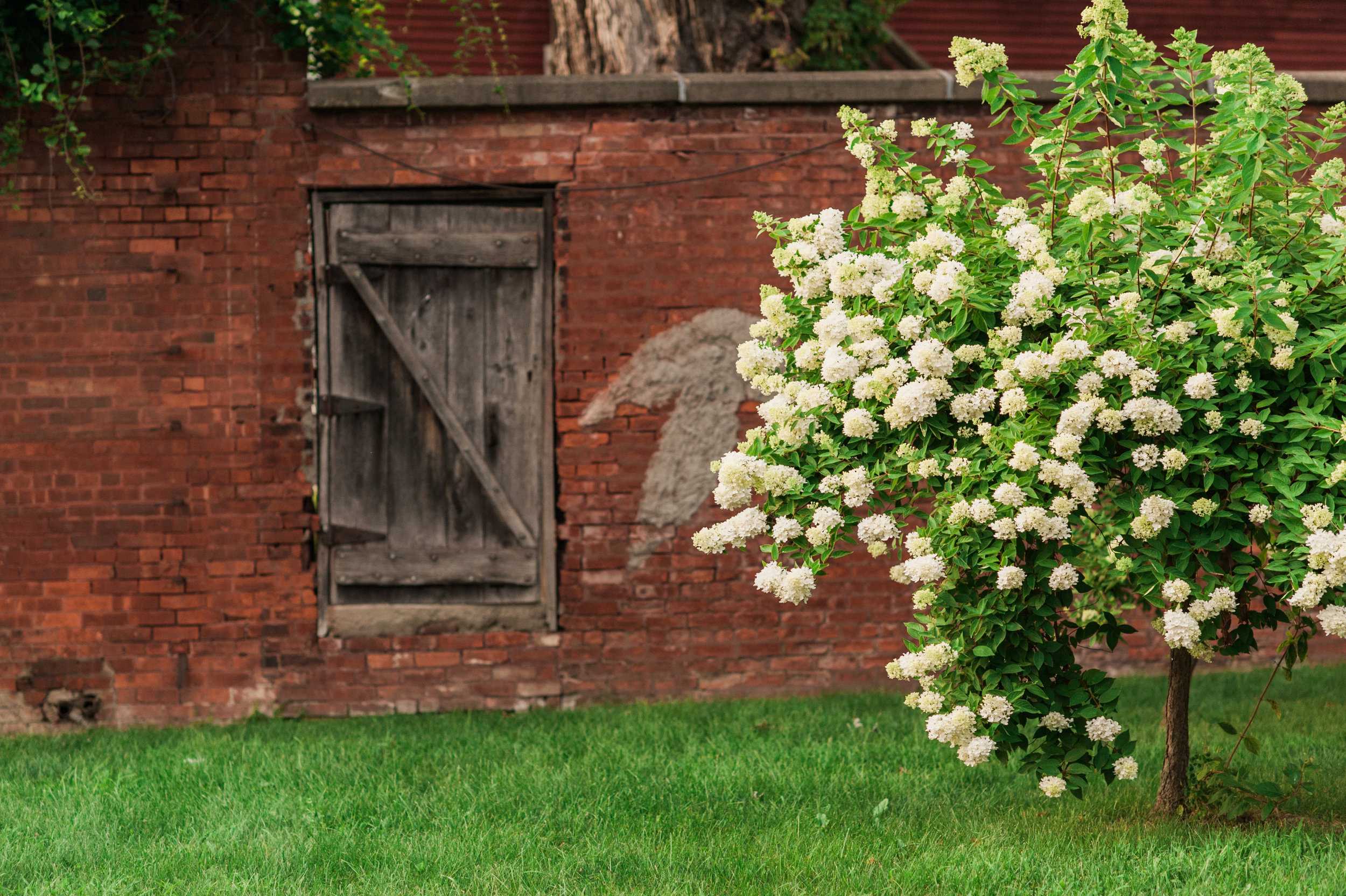 Secret garden with hydrangea tree at Bennington College