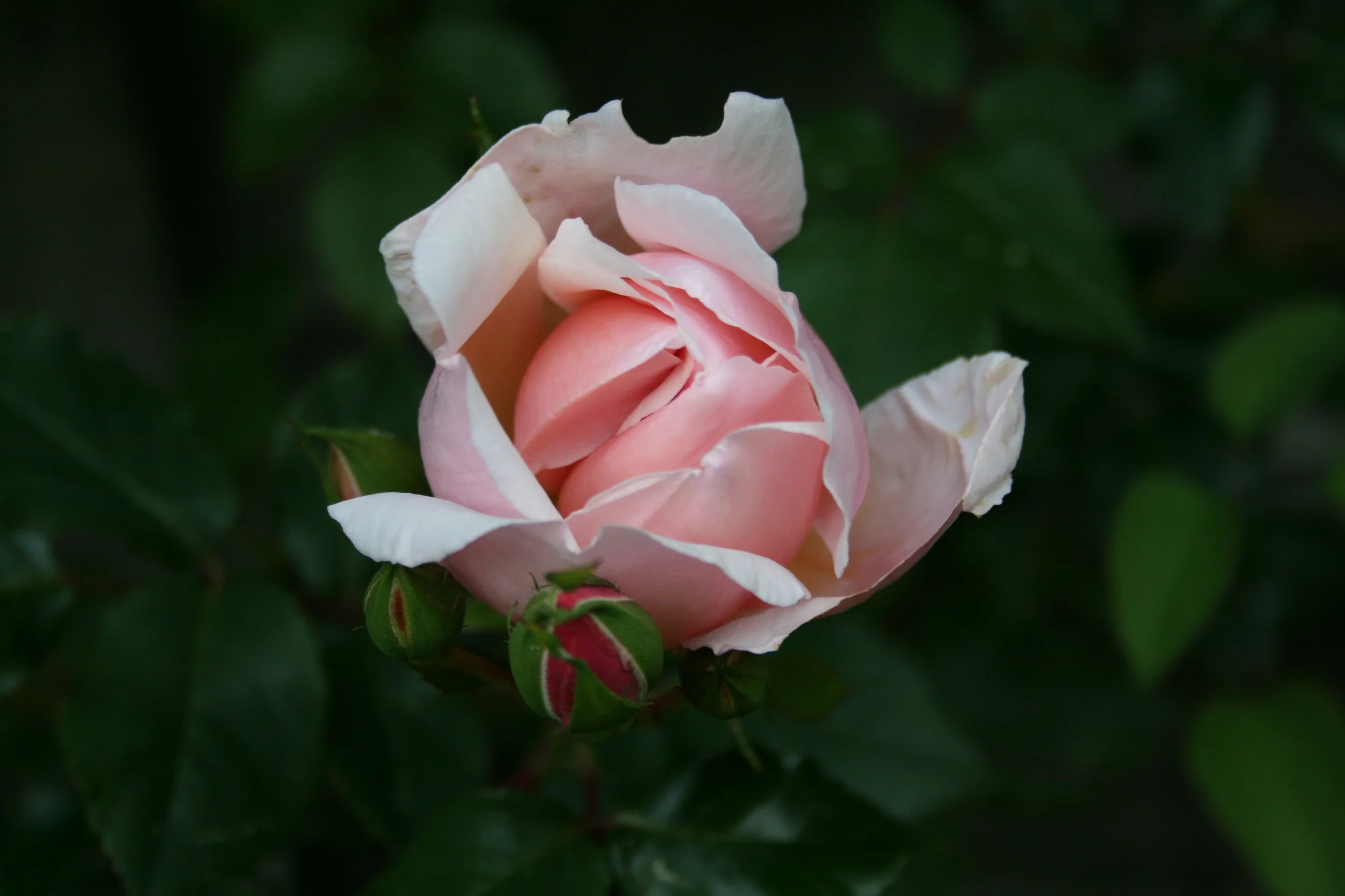 Rose.jpg