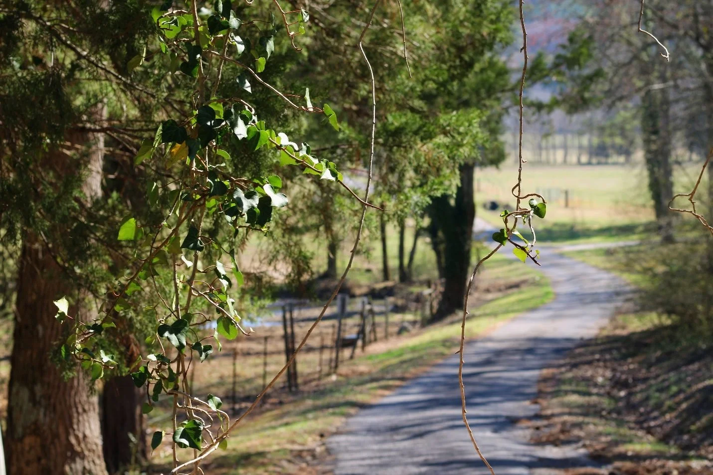 country-lane.jpg