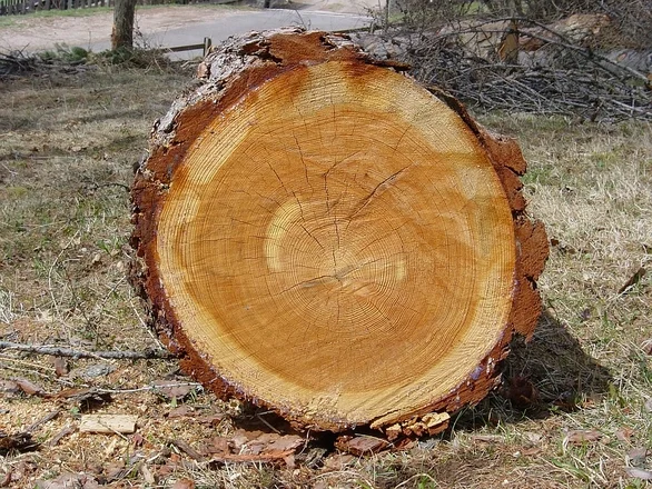 Outer Sapwood Inner Heartwood