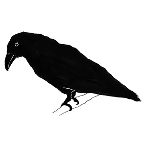 Raven Girl – Audrey Niffenegger reads from the book