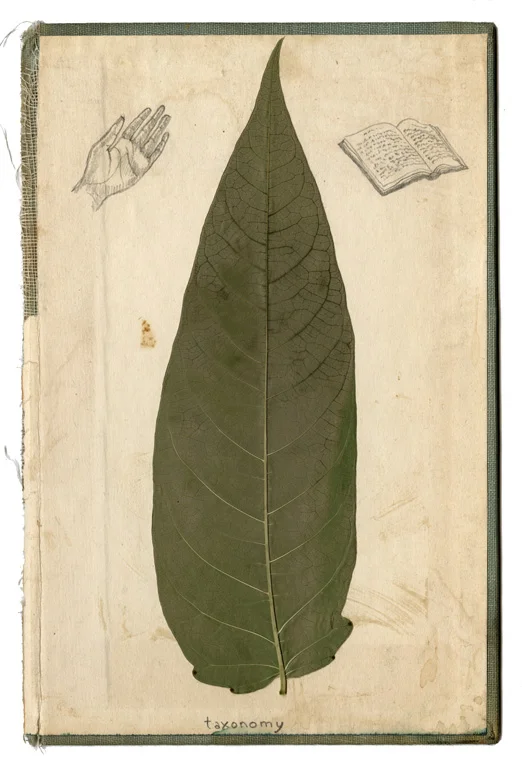 Taxonomy, 2005