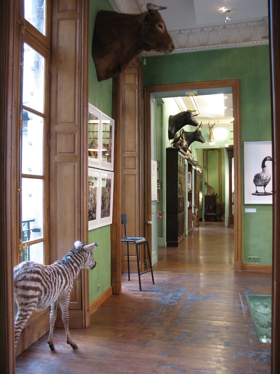 La Maison Deyrolle, Paris France