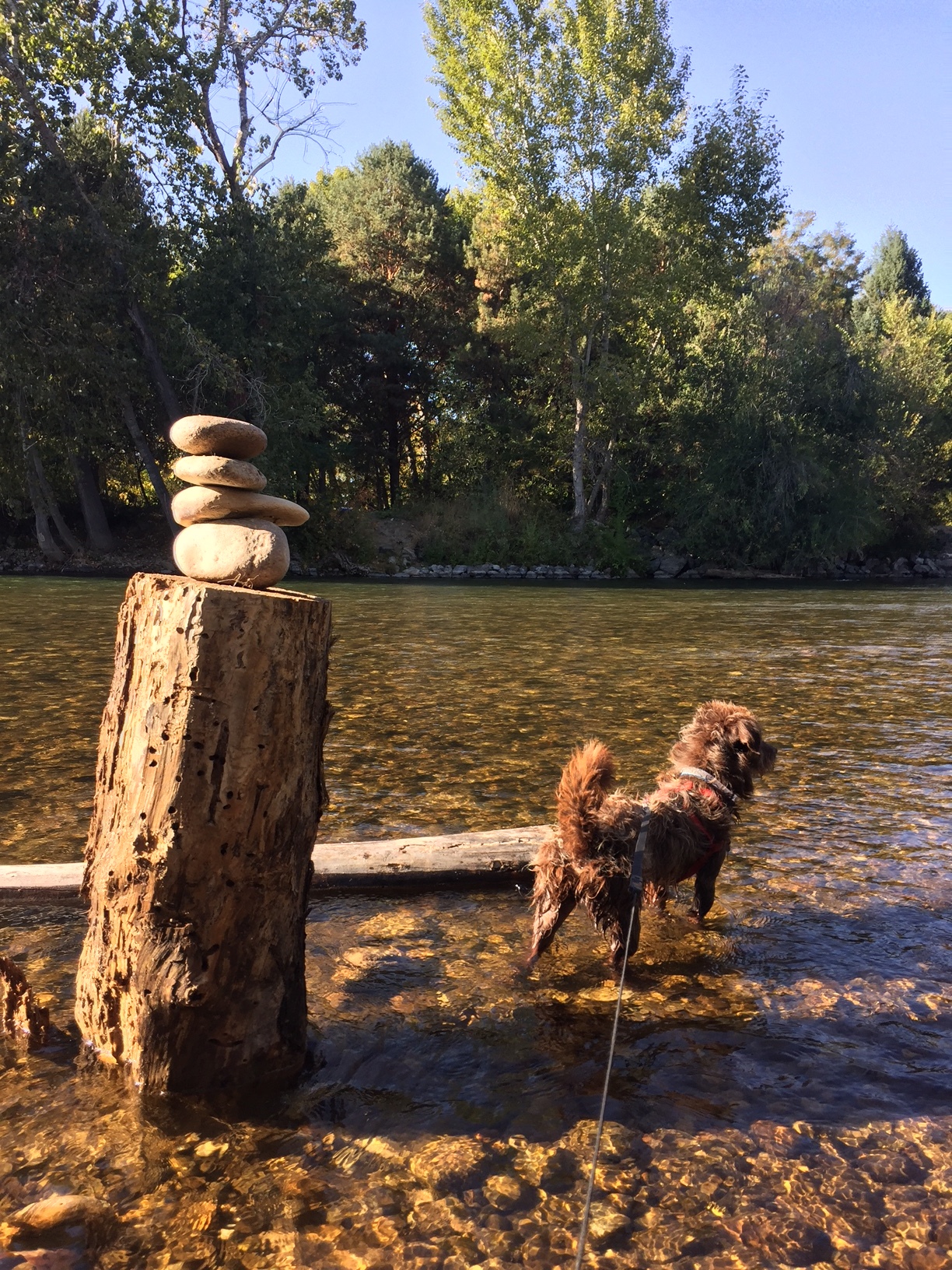 Our little mutt is part terrier and part something that will jump in the river after ducks!