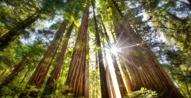 I tend to prefer my paper to be in the form of trees. Image via.
