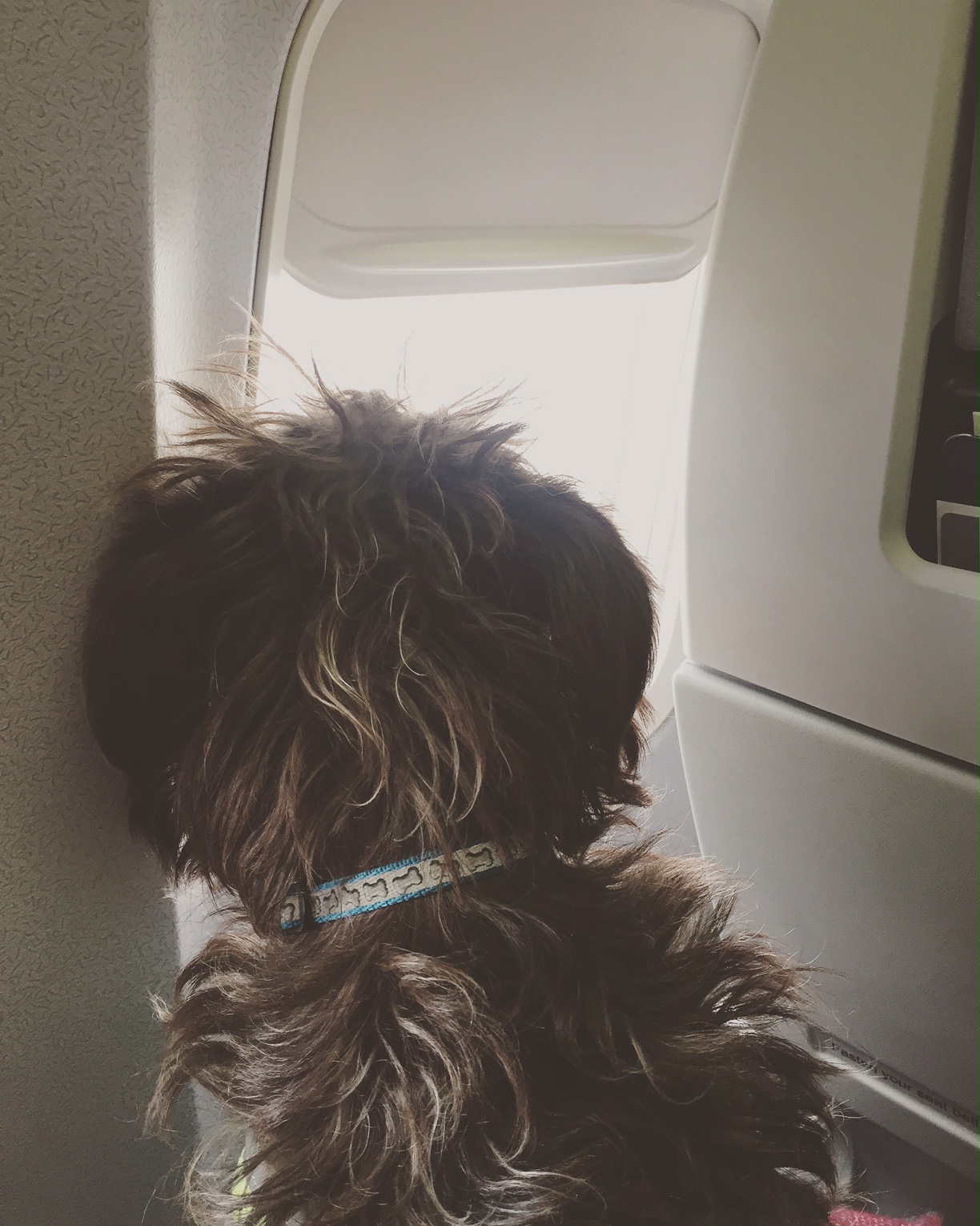 Bodhi's first plane flight! 