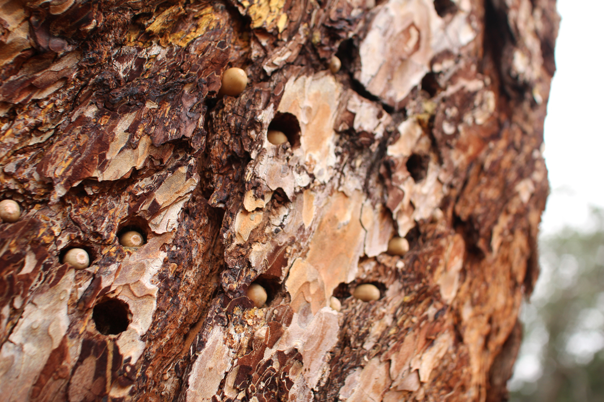 granary-tree.jpg