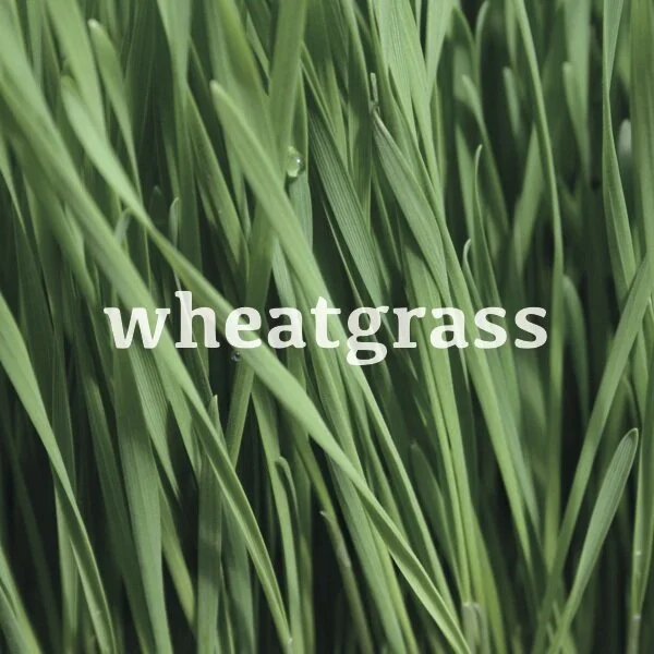 wheatgrass.jpeg
