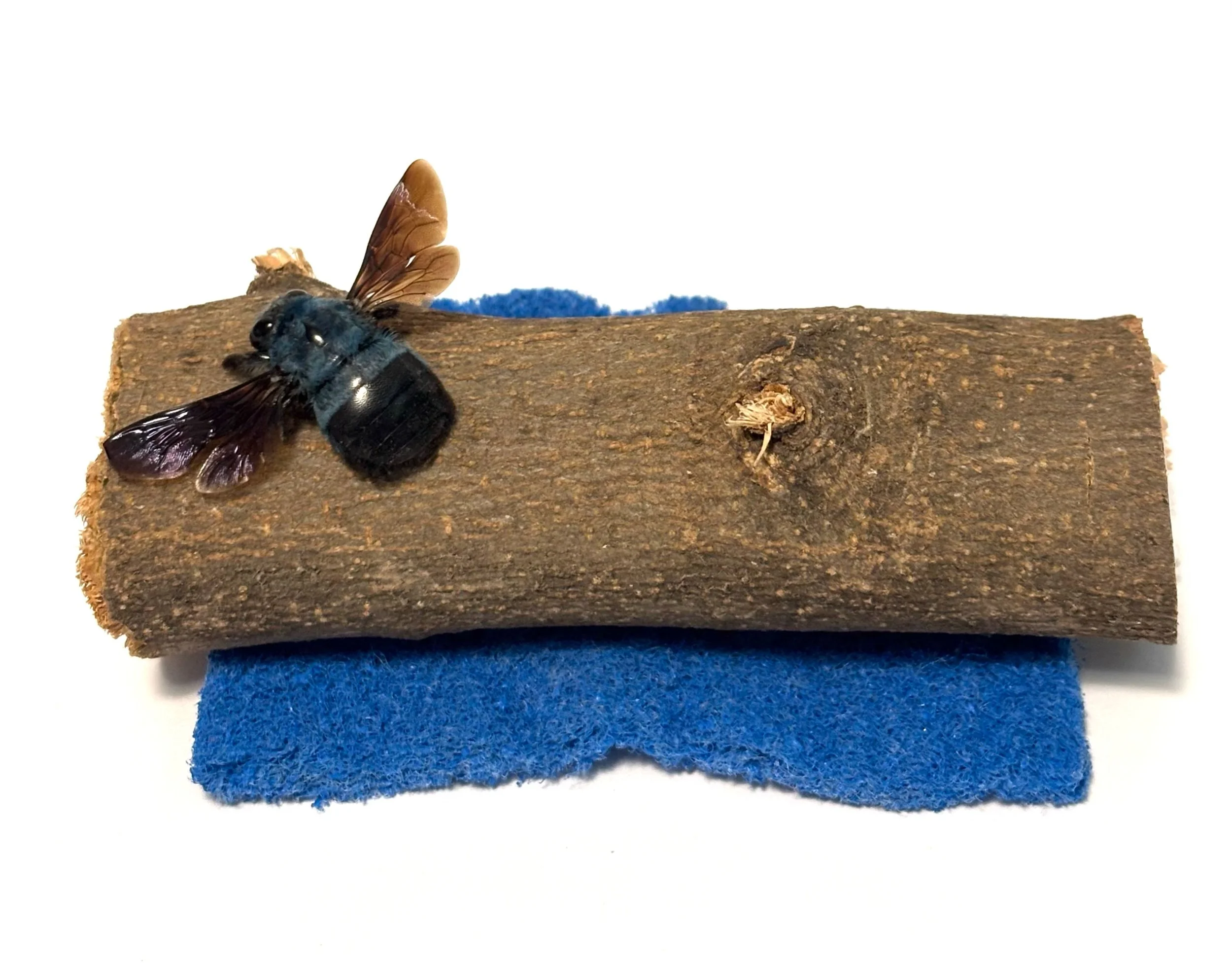 Untitled - blue carpenter bee (xylocopa caerulea) on olive branch on scouring pad