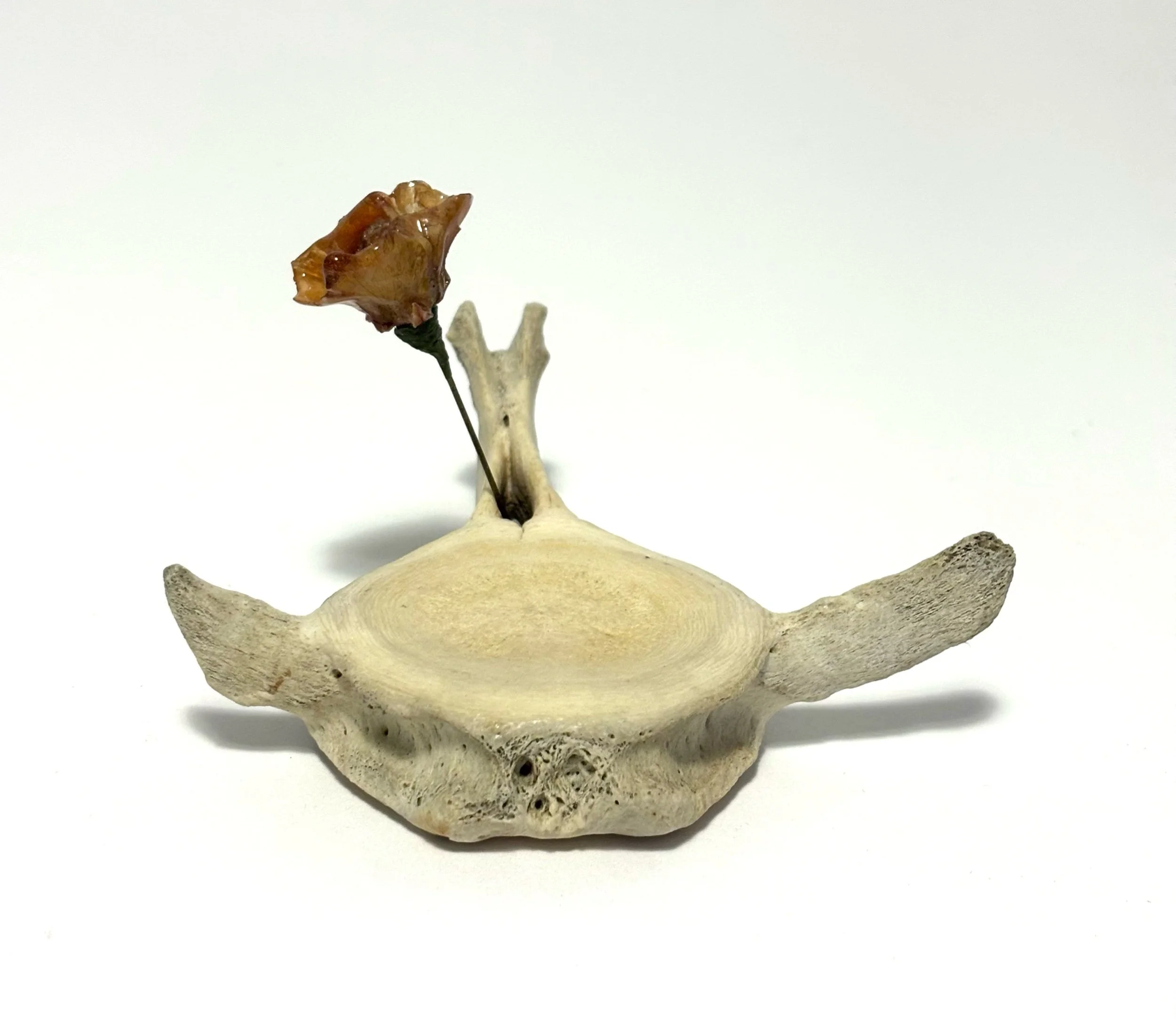 low - Icelandic long finned pilot whale vertebra with a lacquered rose hatpin