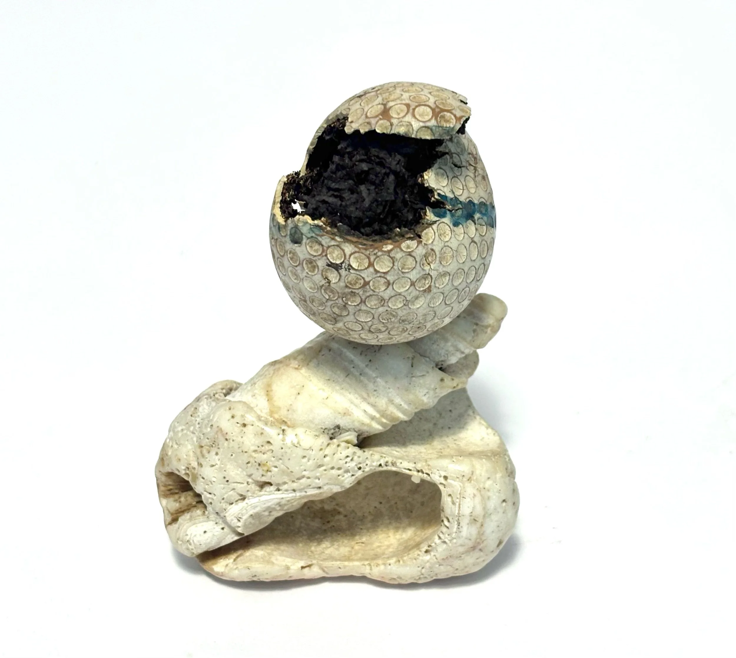 wretched sees - crystallized, degraded liquid core golf ball on shell fragment (aliger gigas)