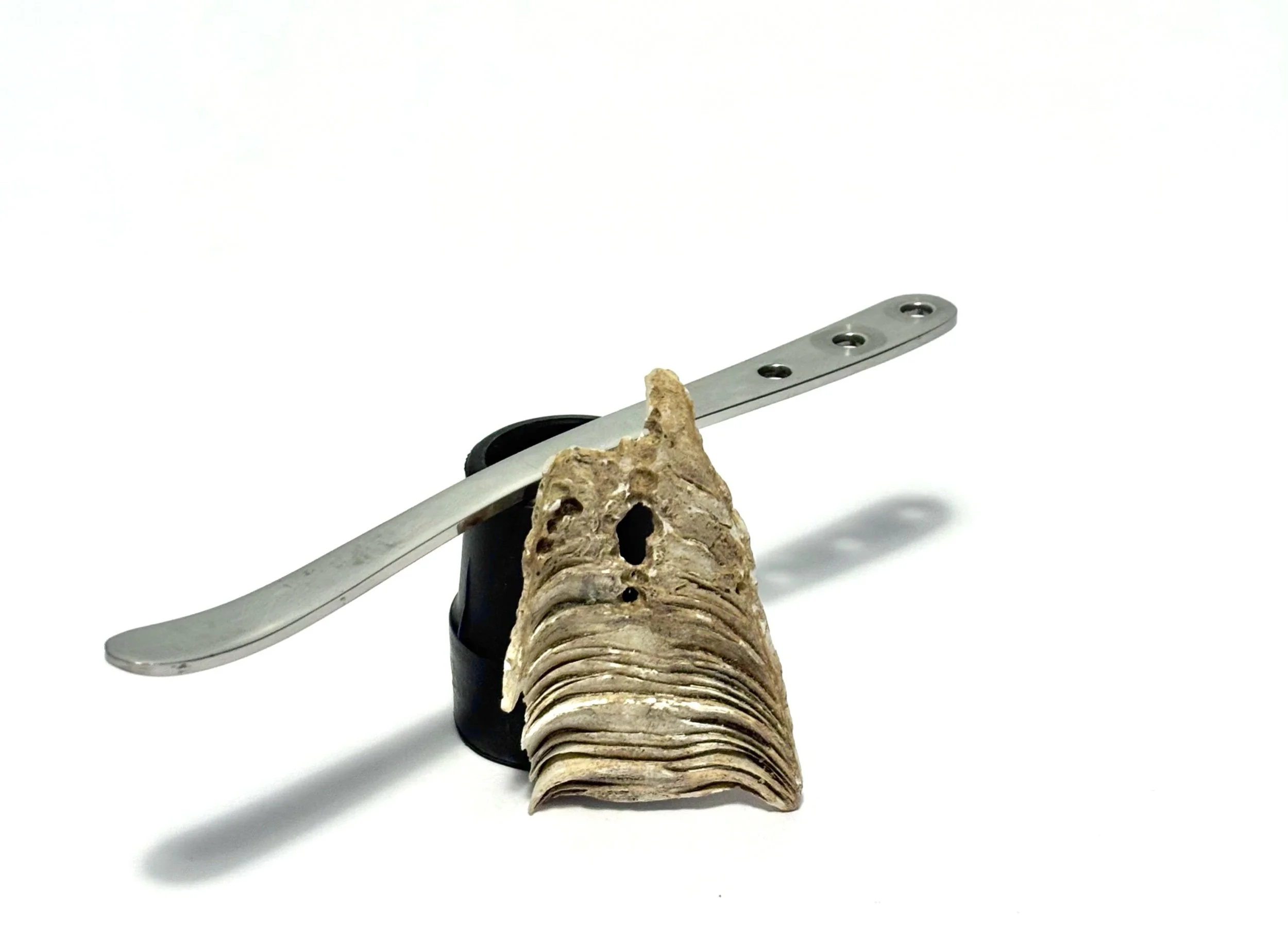 scarce reals - fish fossil fragment with cane ferrule and a tremolo arm from a Teisco EP11-T hollow body guitar from 1968