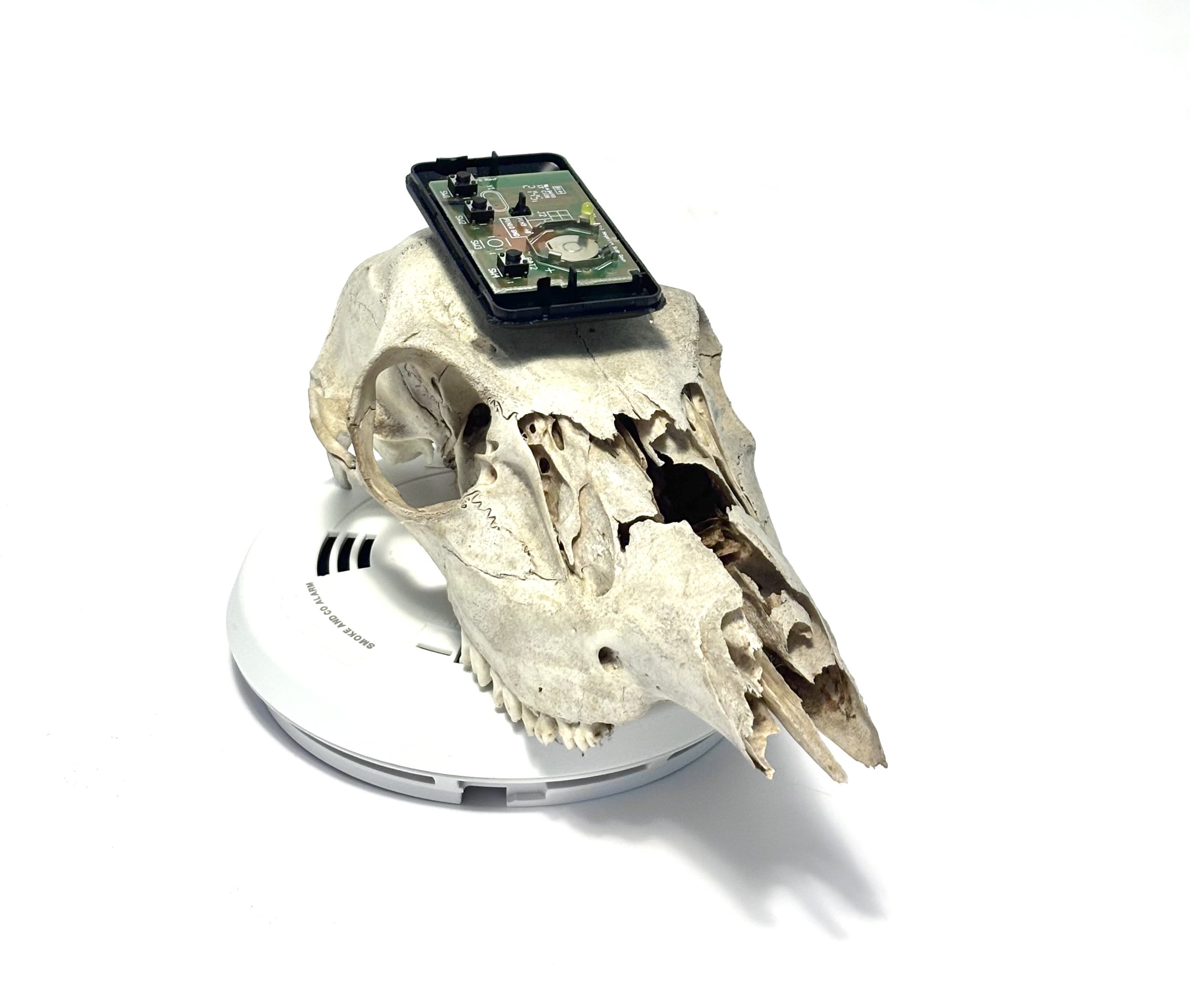 sunset - dead chamberlain garage door opener on deer skull on dead first alert smoke/co detector 