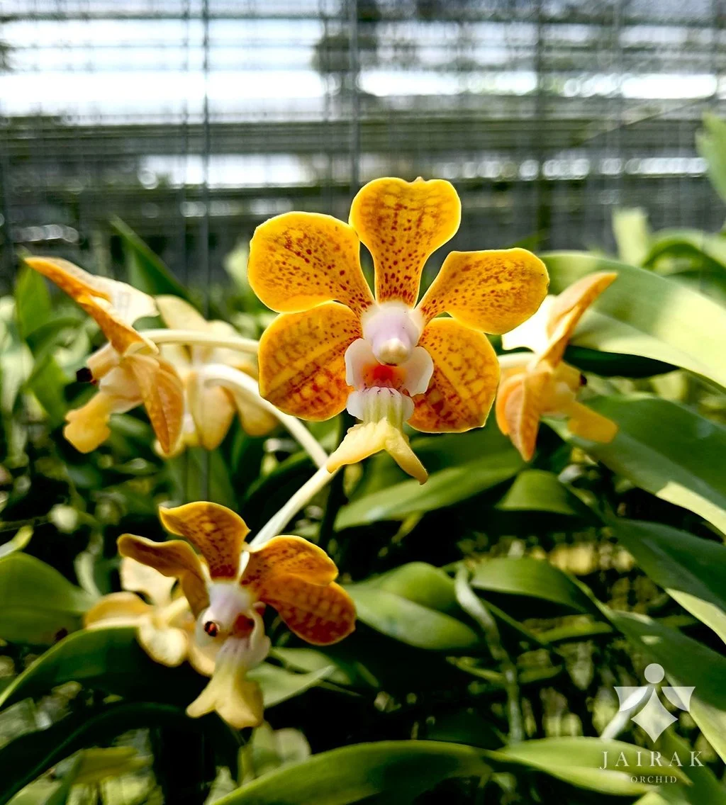 Vanda Srisuk